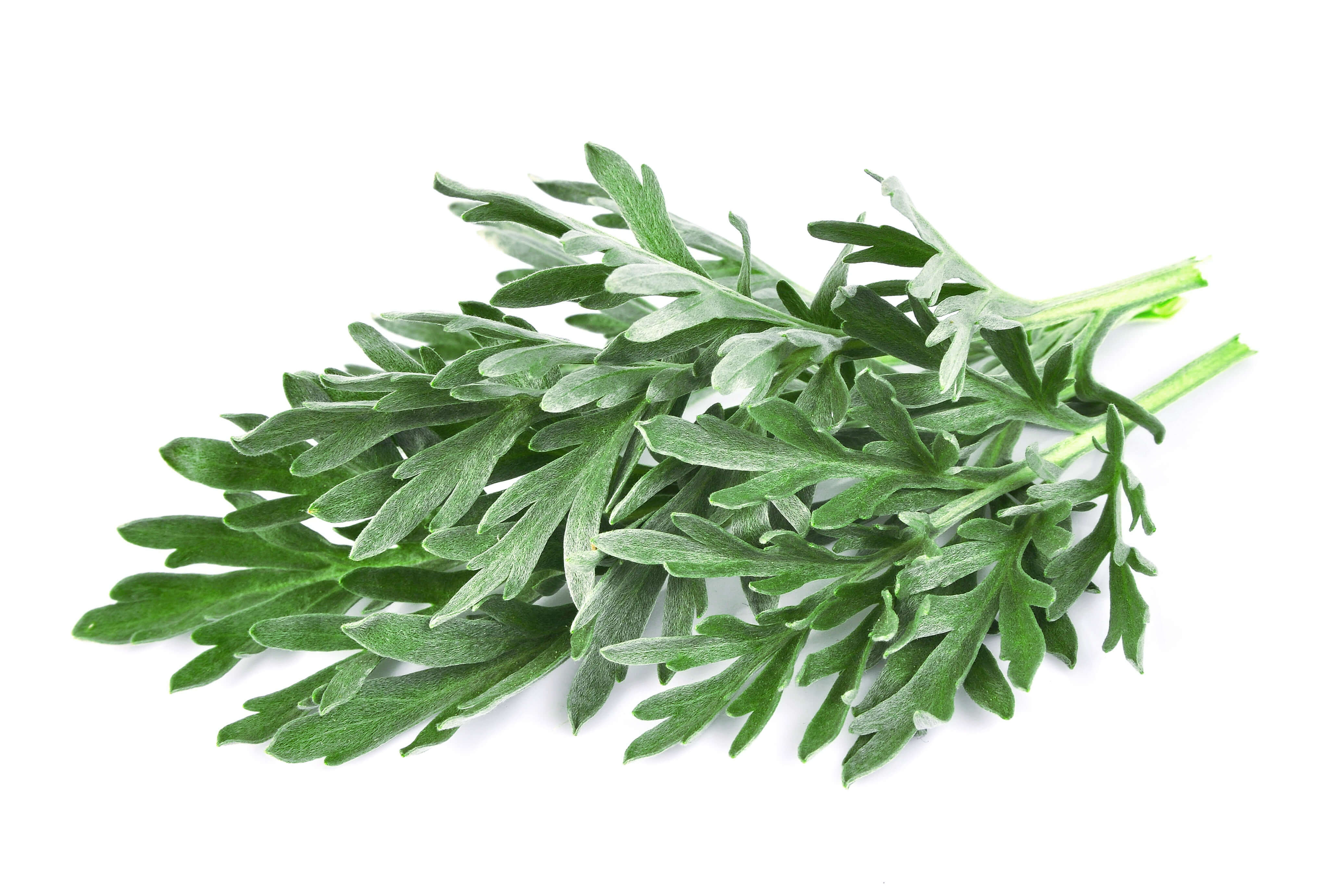 Absinthe HE (N° CAS 8008-93-3) Absinthe HE (N° CAS 8008-93-3)