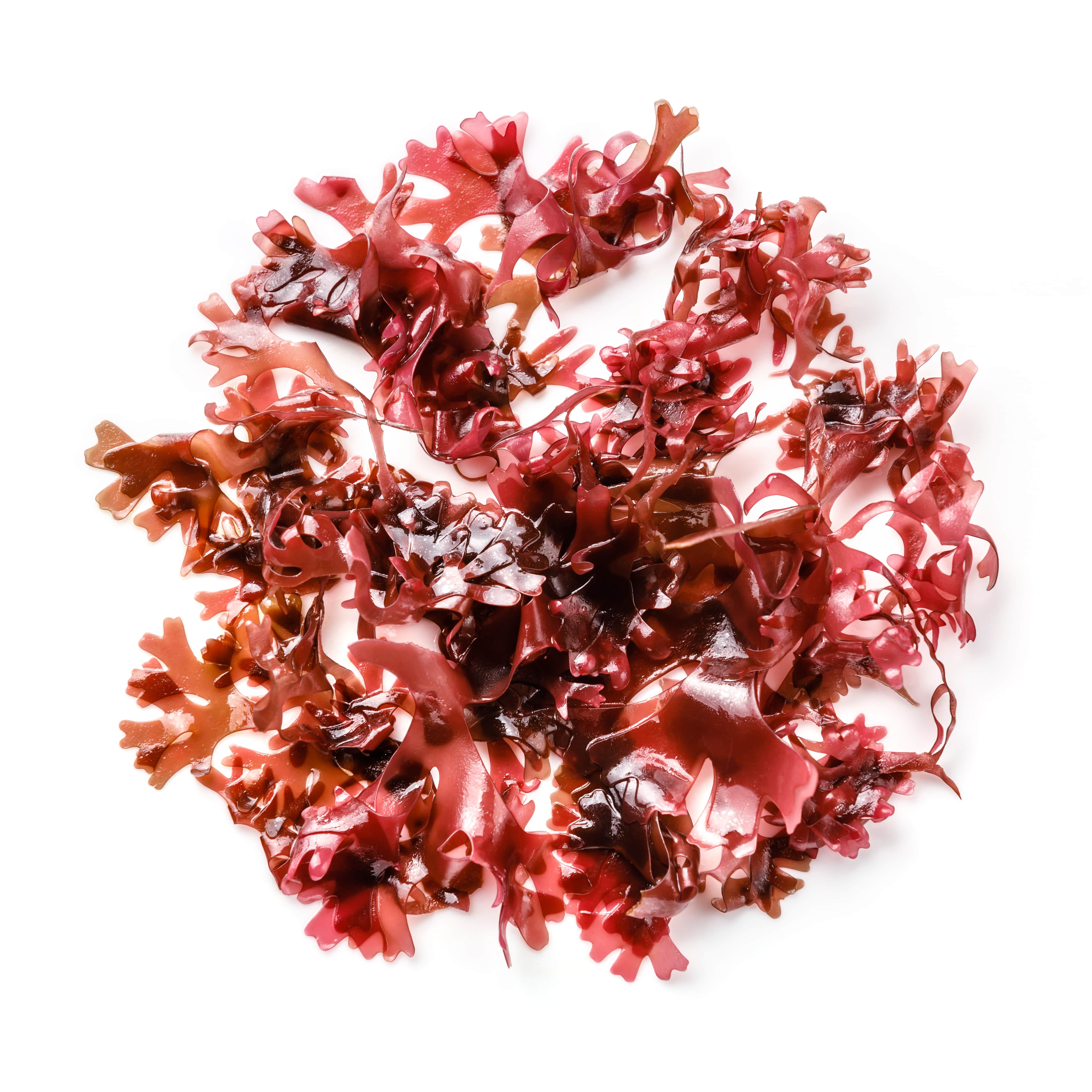 Red seaweed SFE (CAS N° 223751-74-4) Red seaweed SFE (CAS N° 223751-74-4)