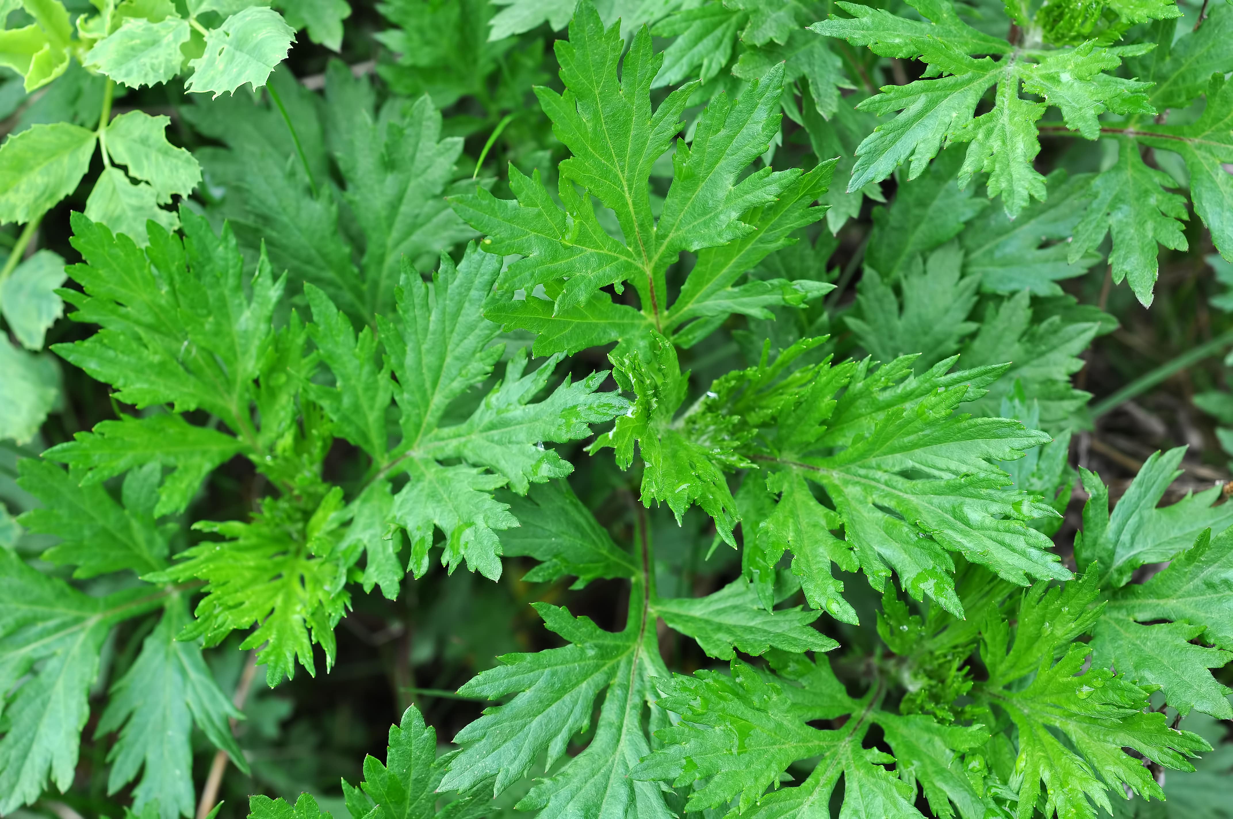 Artemisia vulgaris oil (CAS N° 68991-20-8) Artemisia vulgaris oil (CAS N° 68991-20-8)