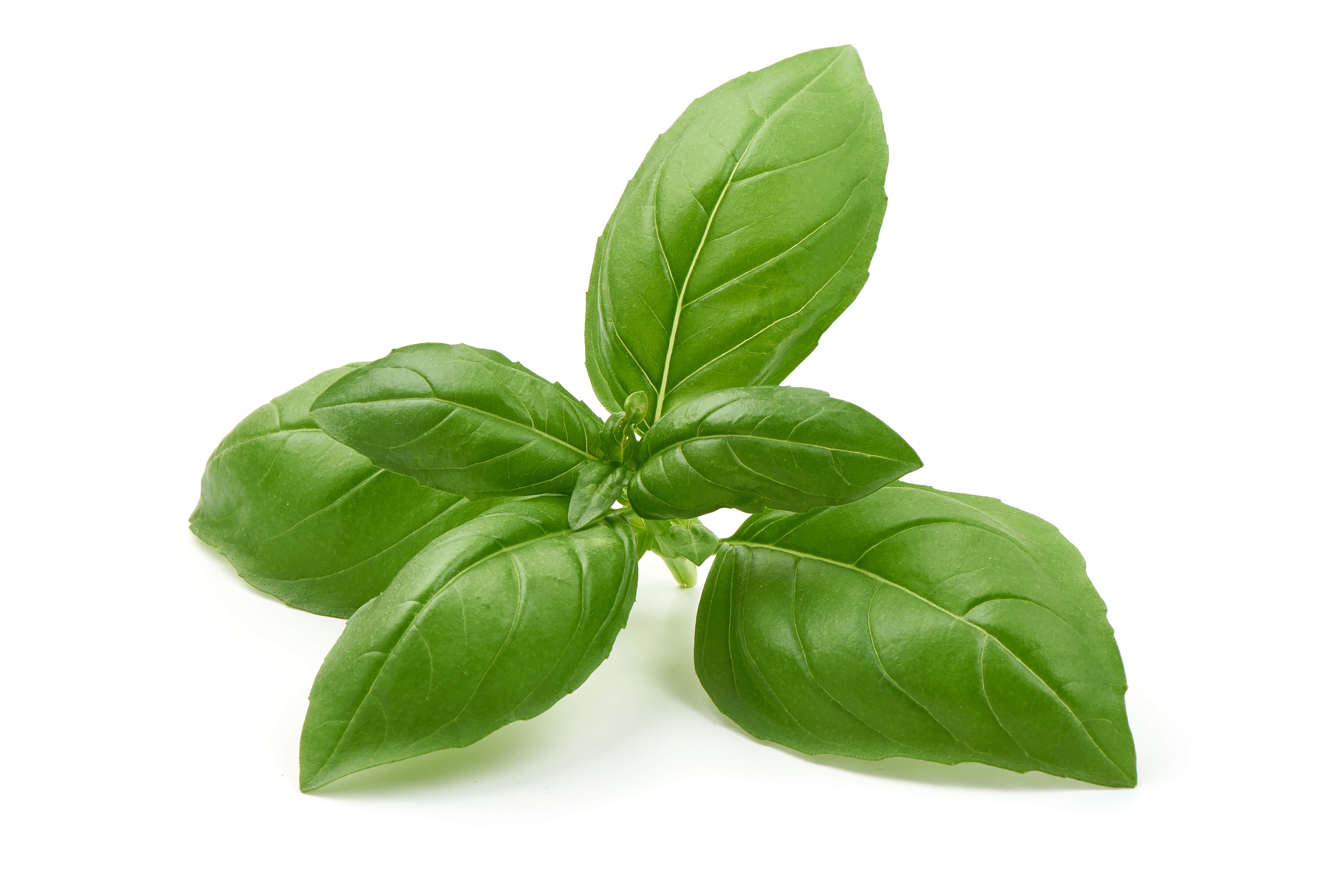 Basil oil (estragole type) (CAS N° 8015-73-4) Basil oil (estragole type) (CAS N° 8015-73-4)