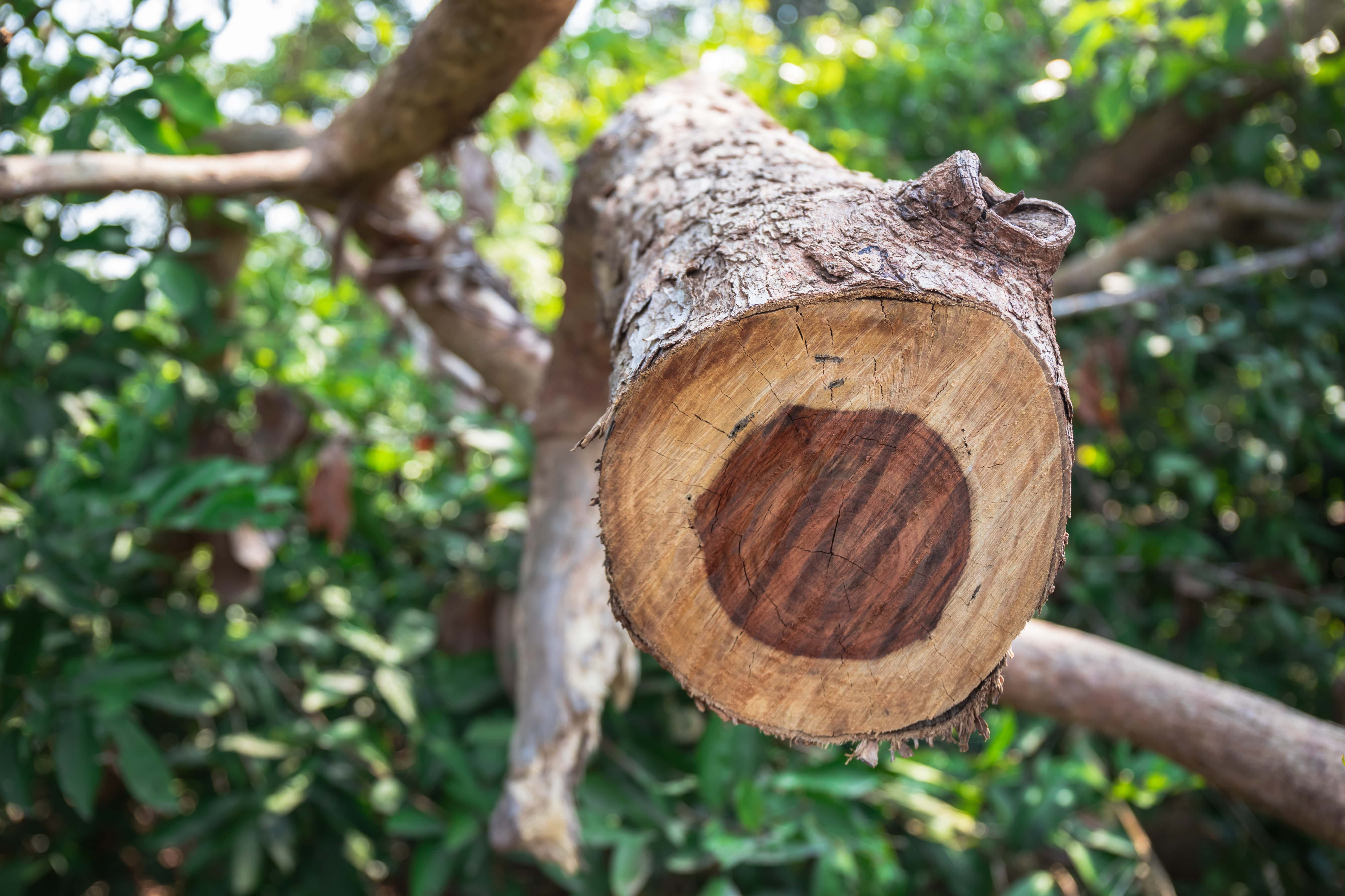 Rosewood oil (CAS N° 8015-77-8) Rosewood oil (CAS N° 8015-77-8)