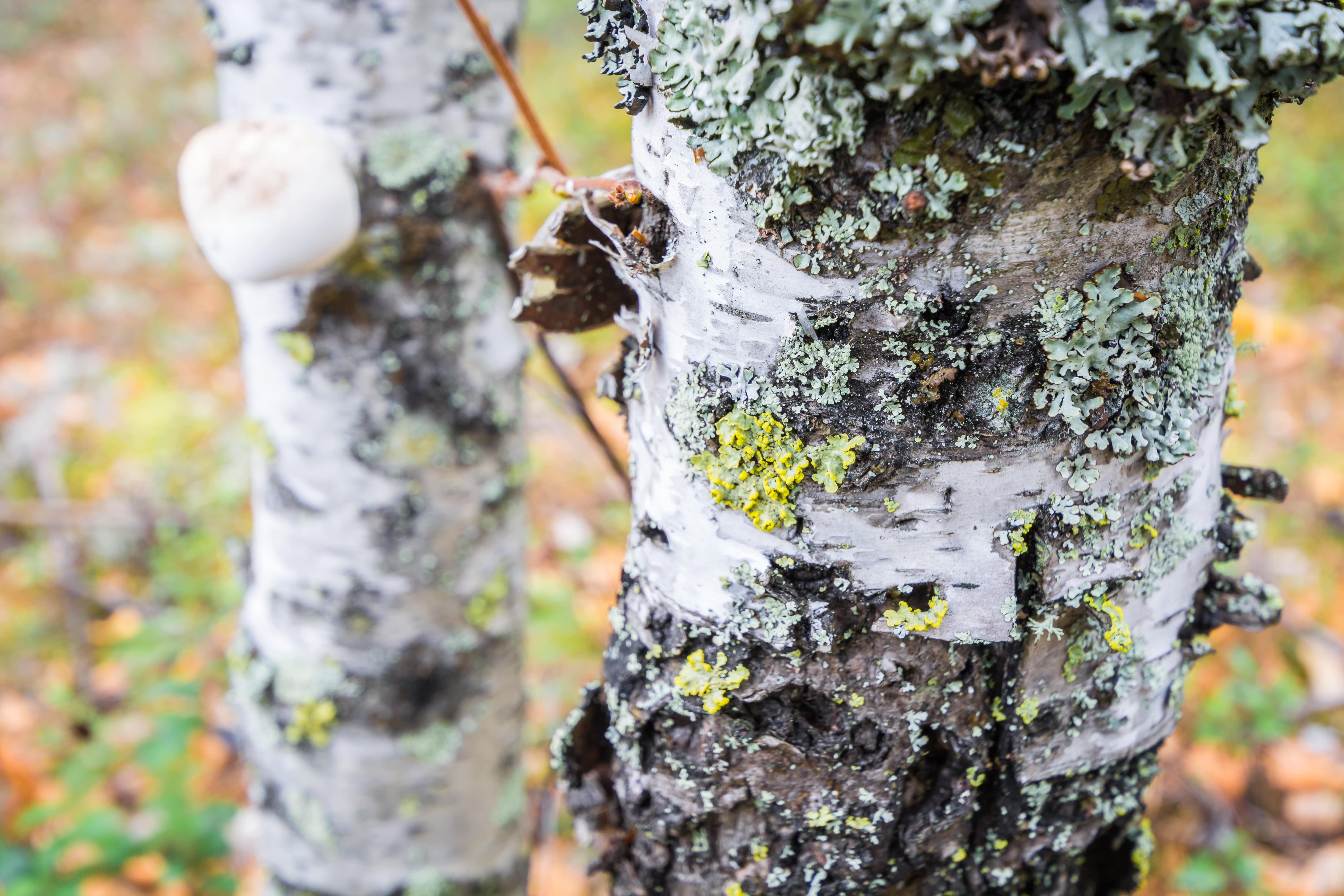 Birch tar oil (rectified) (CAS N° 84012-15-7) Birch tar oil (rectified) (CAS N° 84012-15-7)