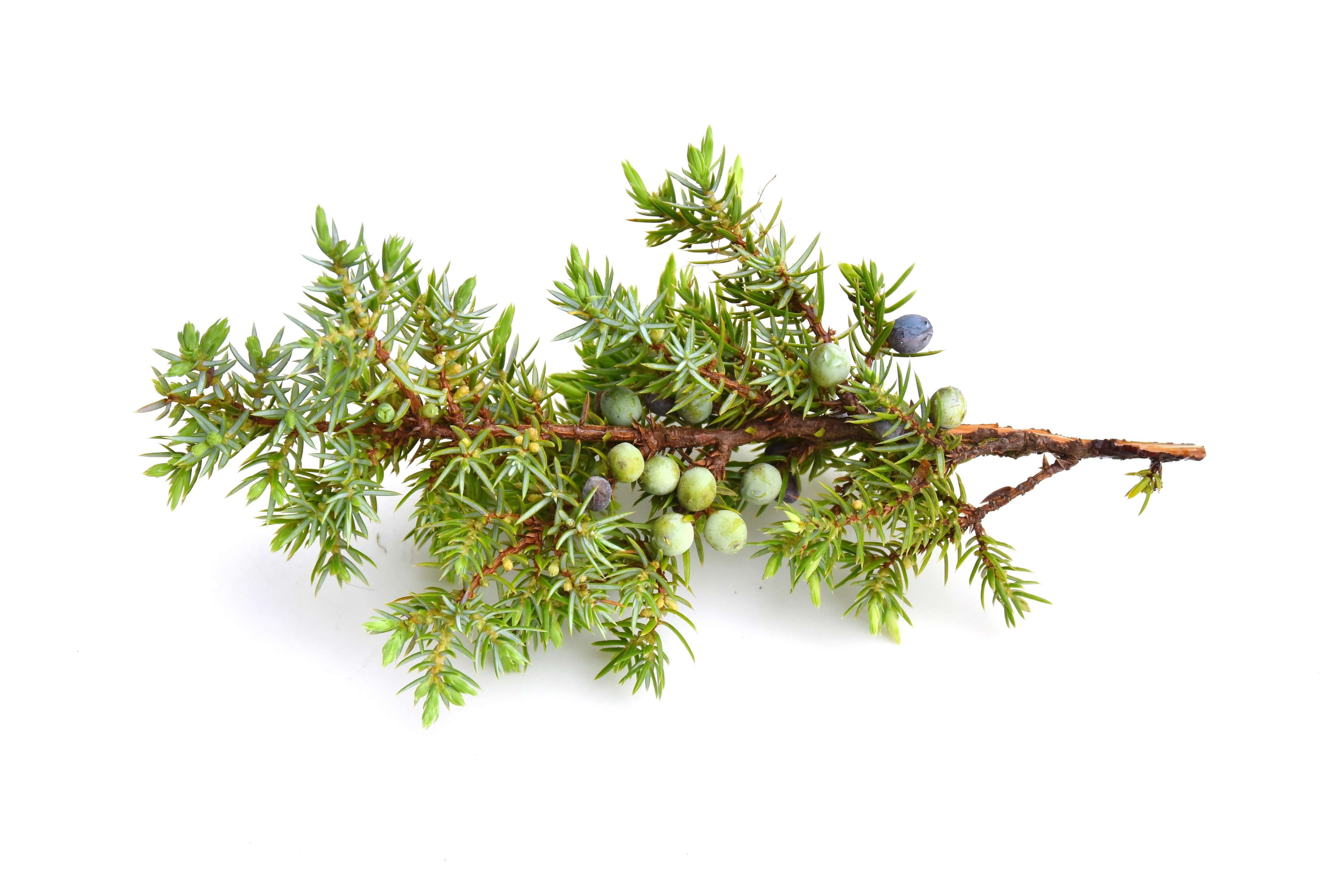 Juniper leaves oil (CAS N° 8002-68-4) Juniper leaves oil (CAS N° 8002-68-4)