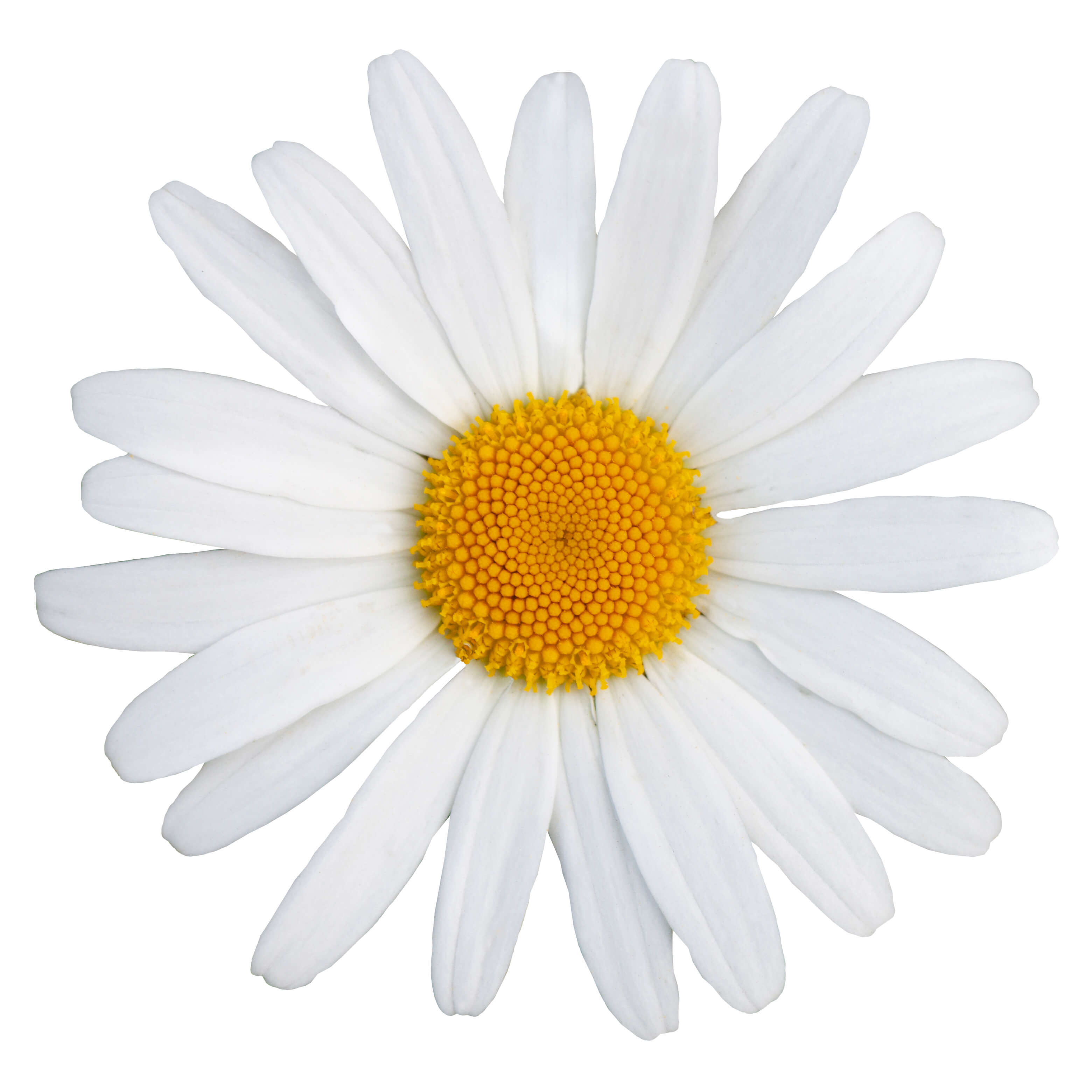 Chamomile roman oil (CAS N° 8015-92-7) Chamomile roman oil (CAS N° 8015-92-7)