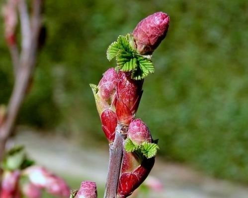 Cassis bud absolute (CAS N° 97676-19-2) Cassis bud absolute (CAS N° 97676-19-2)
