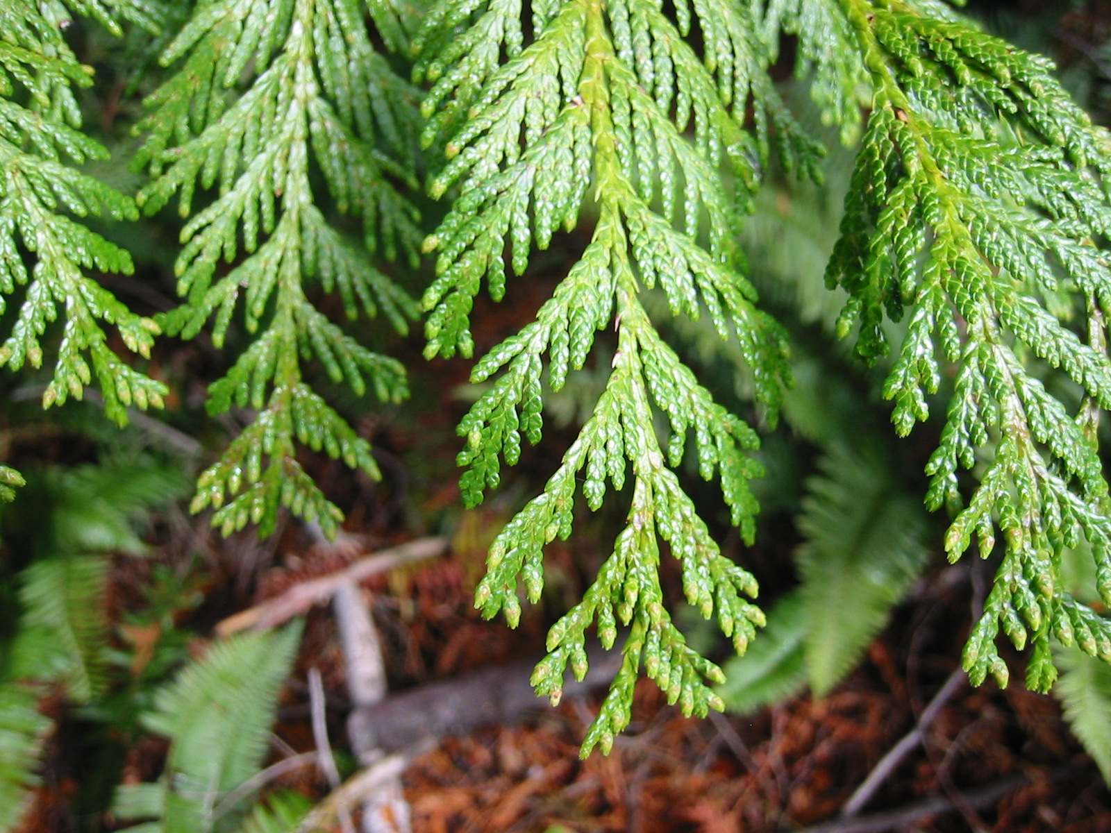 Cedar leaf oil (CAS N° 8007-20-3) Cedar leaf oil (CAS N° 8007-20-3)