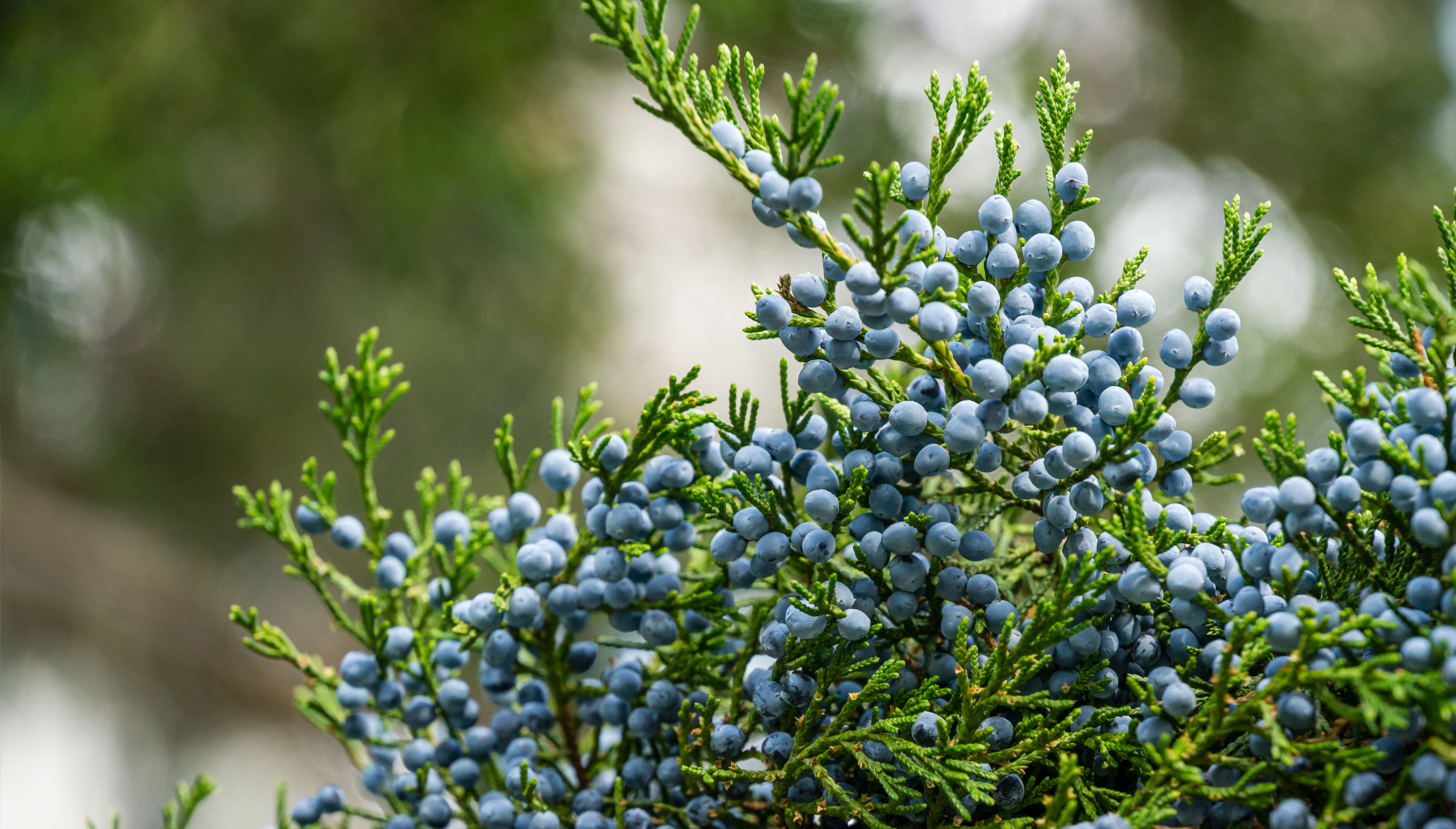Cedarwood Virginia oil (CAS N° 8000-27-9) Cedarwood Virginia oil (CAS N° 8000-27-9)