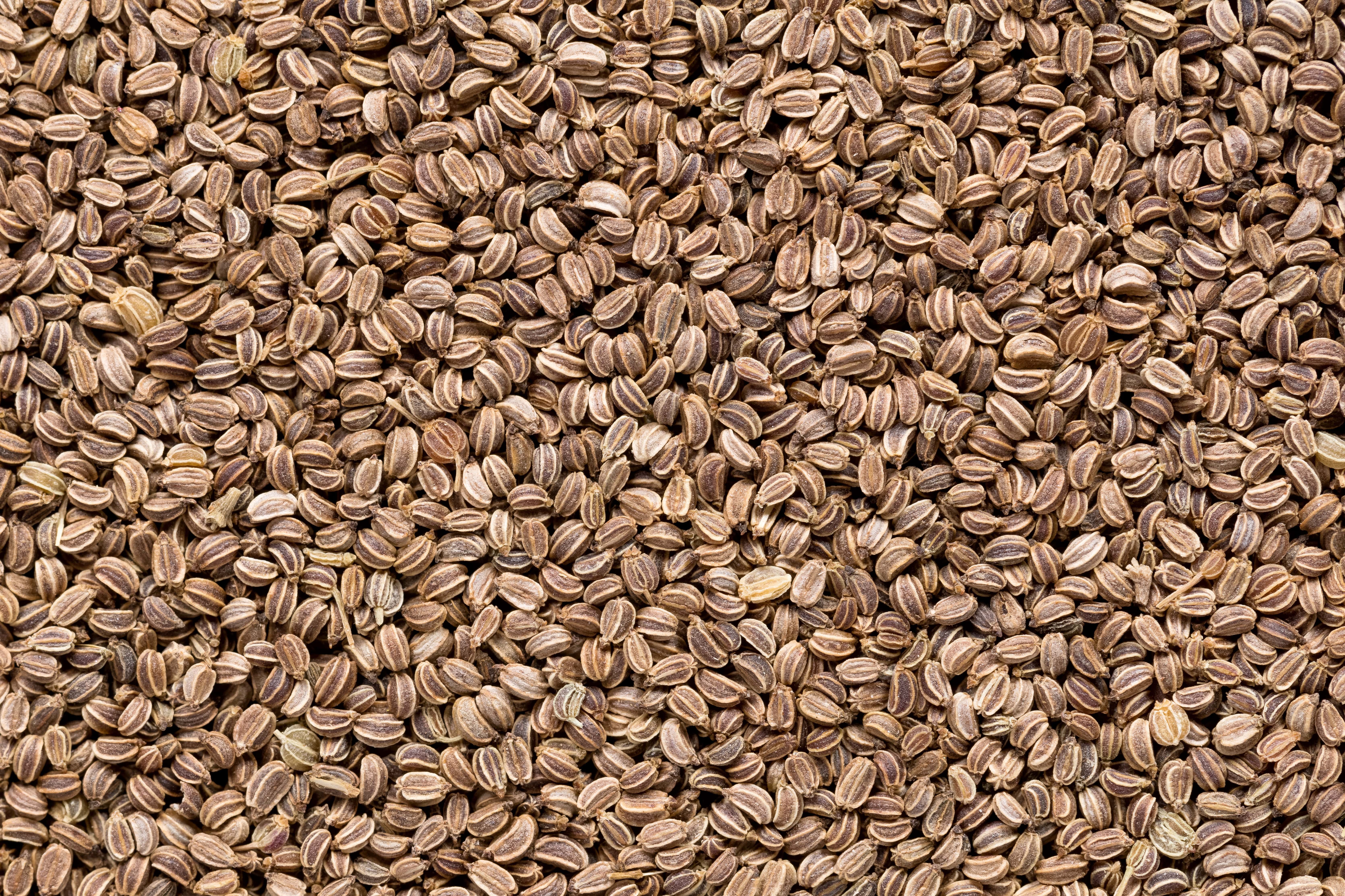 Celery seed oil (CAS N° 8015-90-5) Celery seed oil (CAS N° 8015-90-5)
