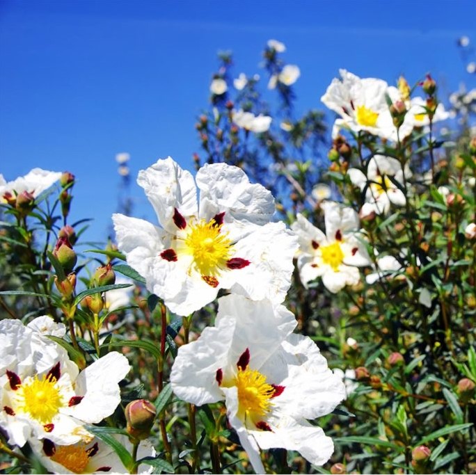 Cistus absolute (CAS N° 8016-26-0) Cistus absolute (CAS N° 8016-26-0)