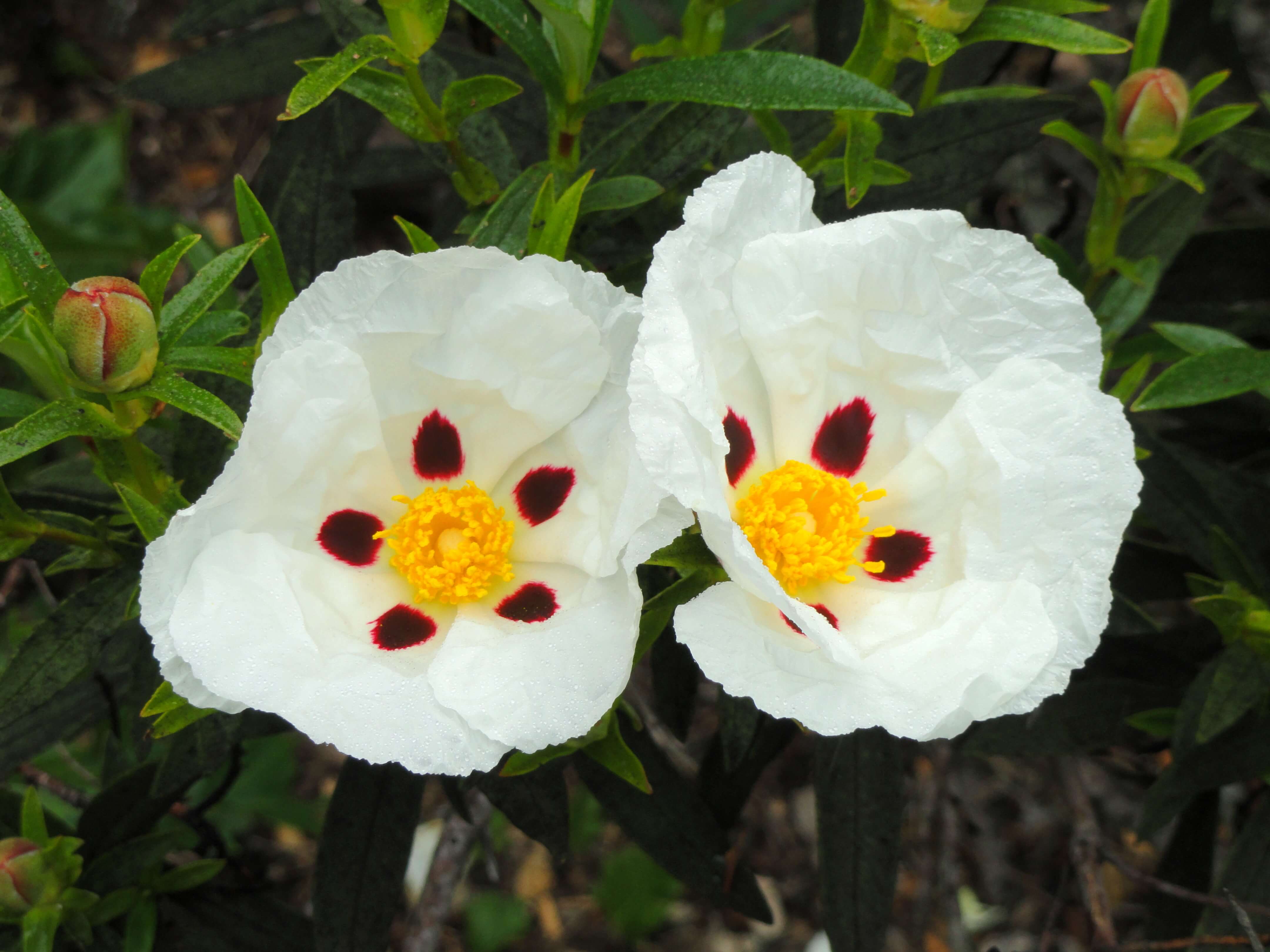 Cistus oil (CAS N° 8016-26-0) Cistus oil (CAS N° 8016-26-0)