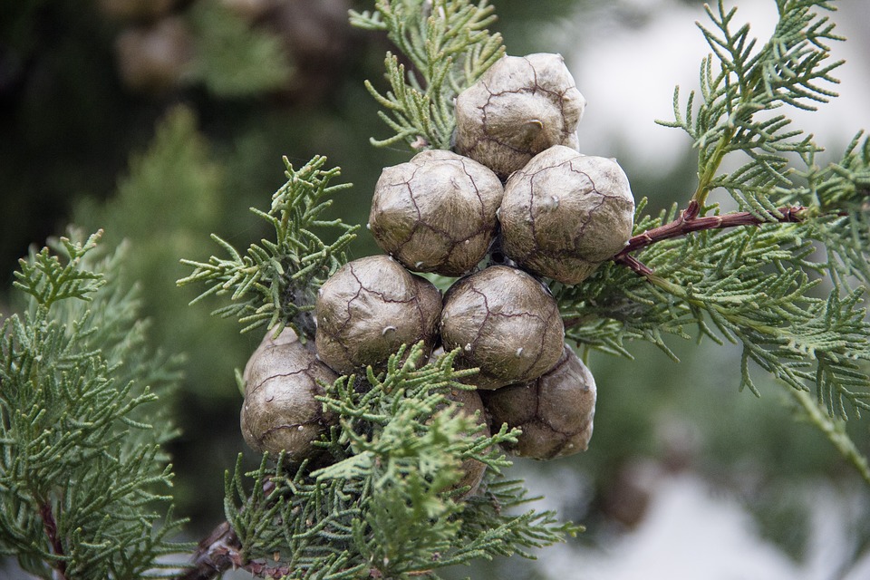 Cypress oil (CAS N° 8013-86-3) Cypress oil (CAS N° 8013-86-3)