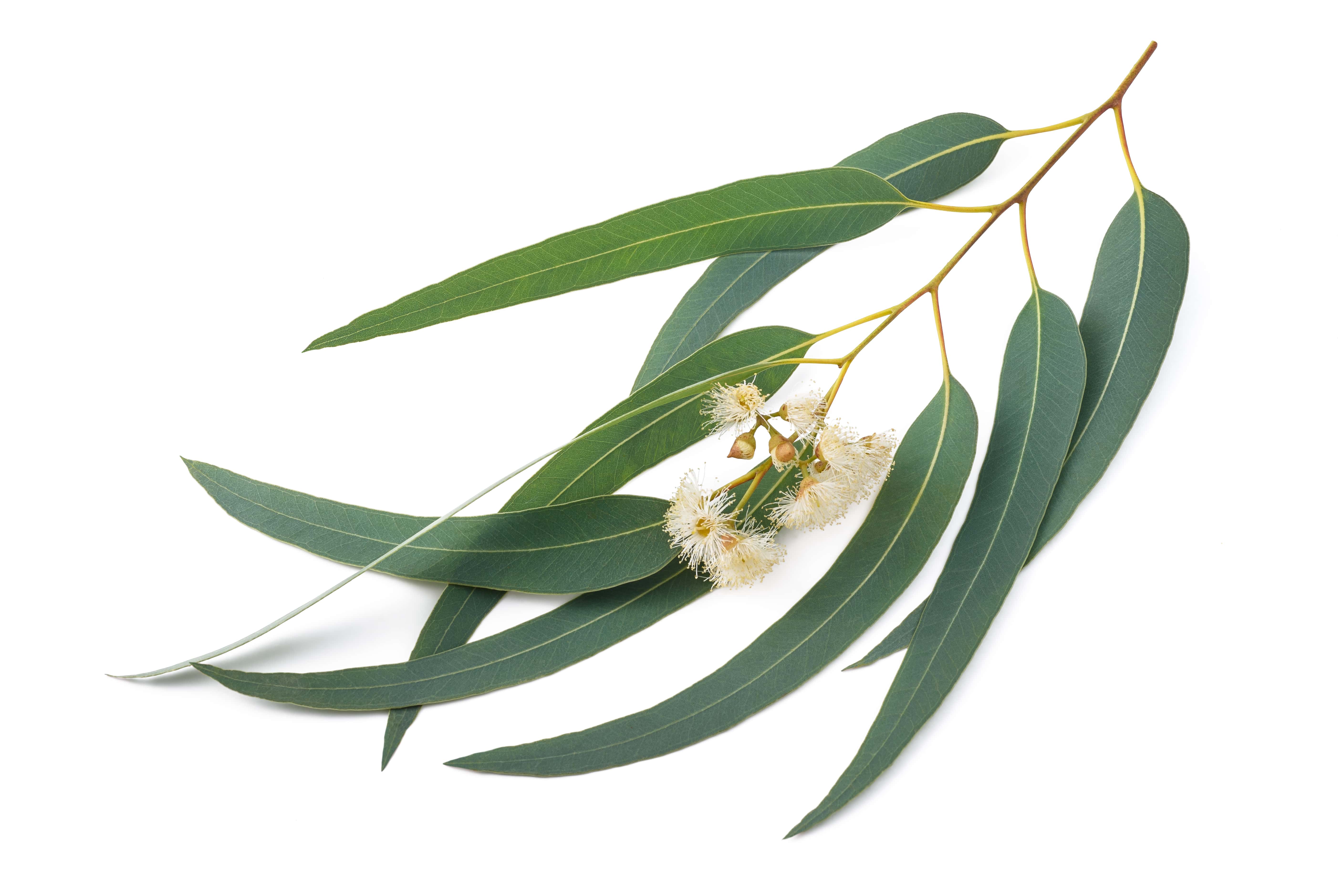 Eucalyptus globulus oil (CAS N° 8000-48-4) Eucalyptus globulus oil (CAS N° 8000-48-4)