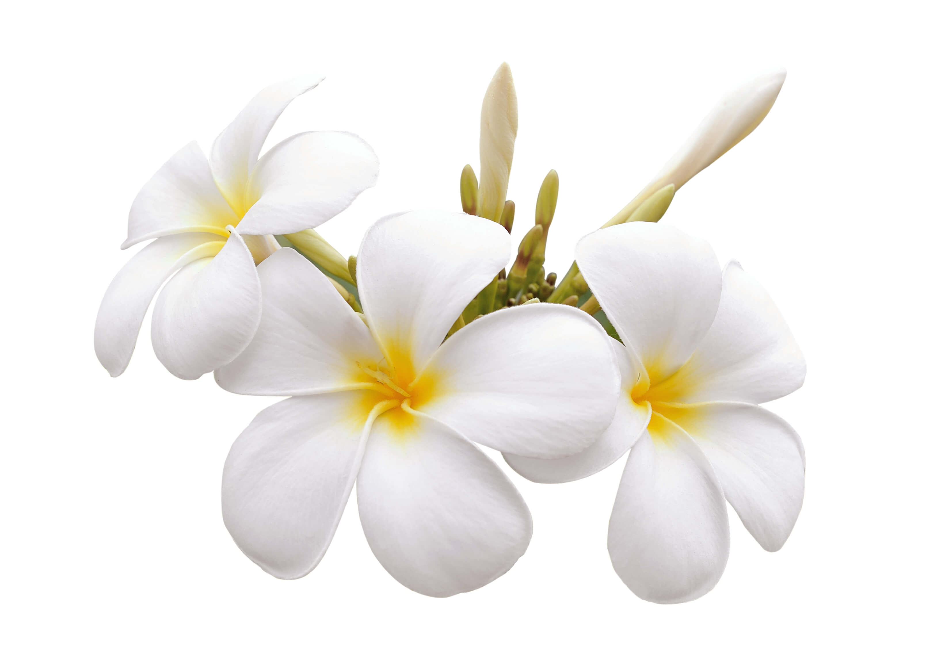Frangipani absolute (CAS N° 94350-02-4) Frangipani absolute (CAS N° 94350-02-4)