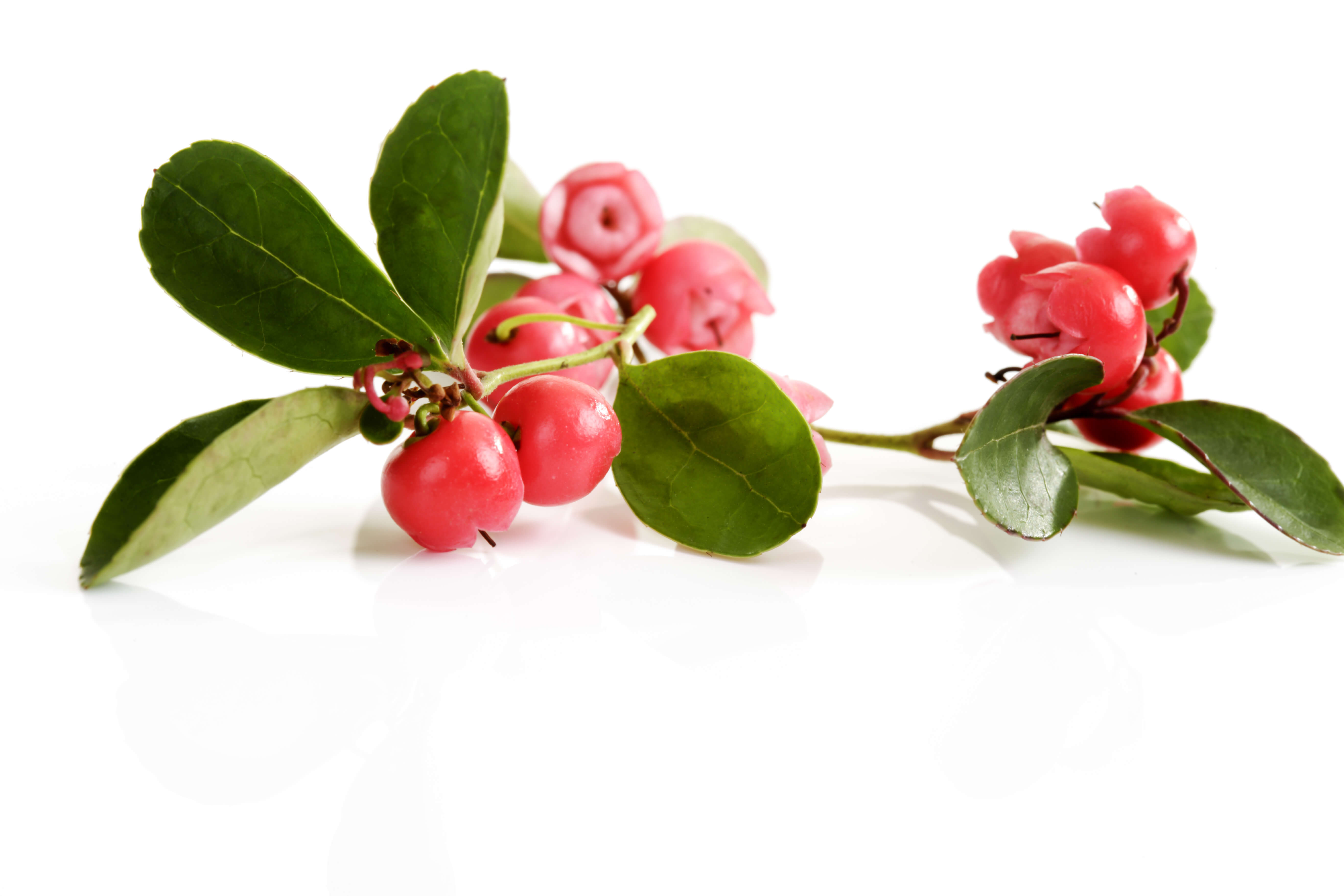 Wintergreen oil (CAS N° 68917-75-9) Wintergreen oil (CAS N° 68917-75-9)