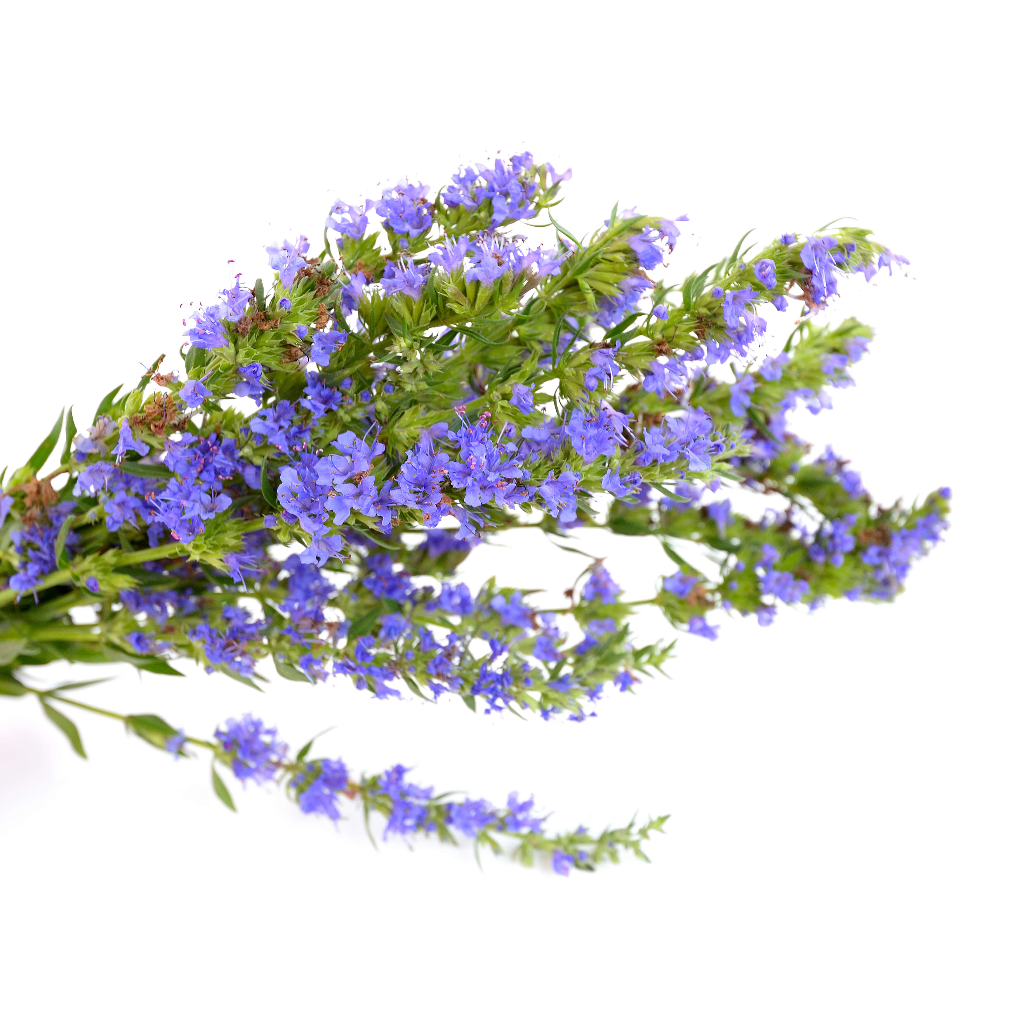 Hyssop oil (CAS N° 8006-83-5) Hyssop oil (CAS N° 8006-83-5)