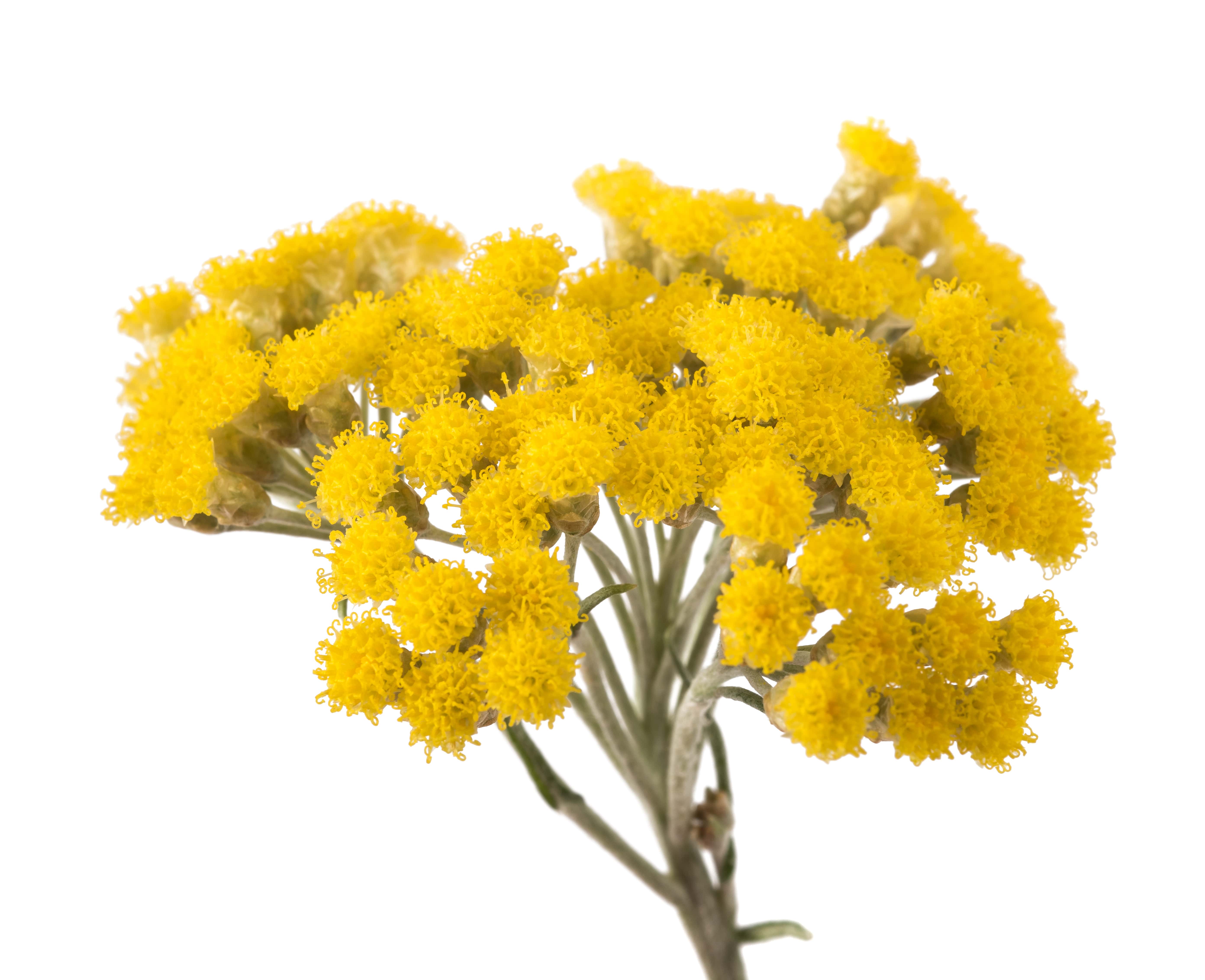Helichrysum absolute (CAS N° 8023-95-8) Helichrysum absolute (CAS N° 8023-95-8)