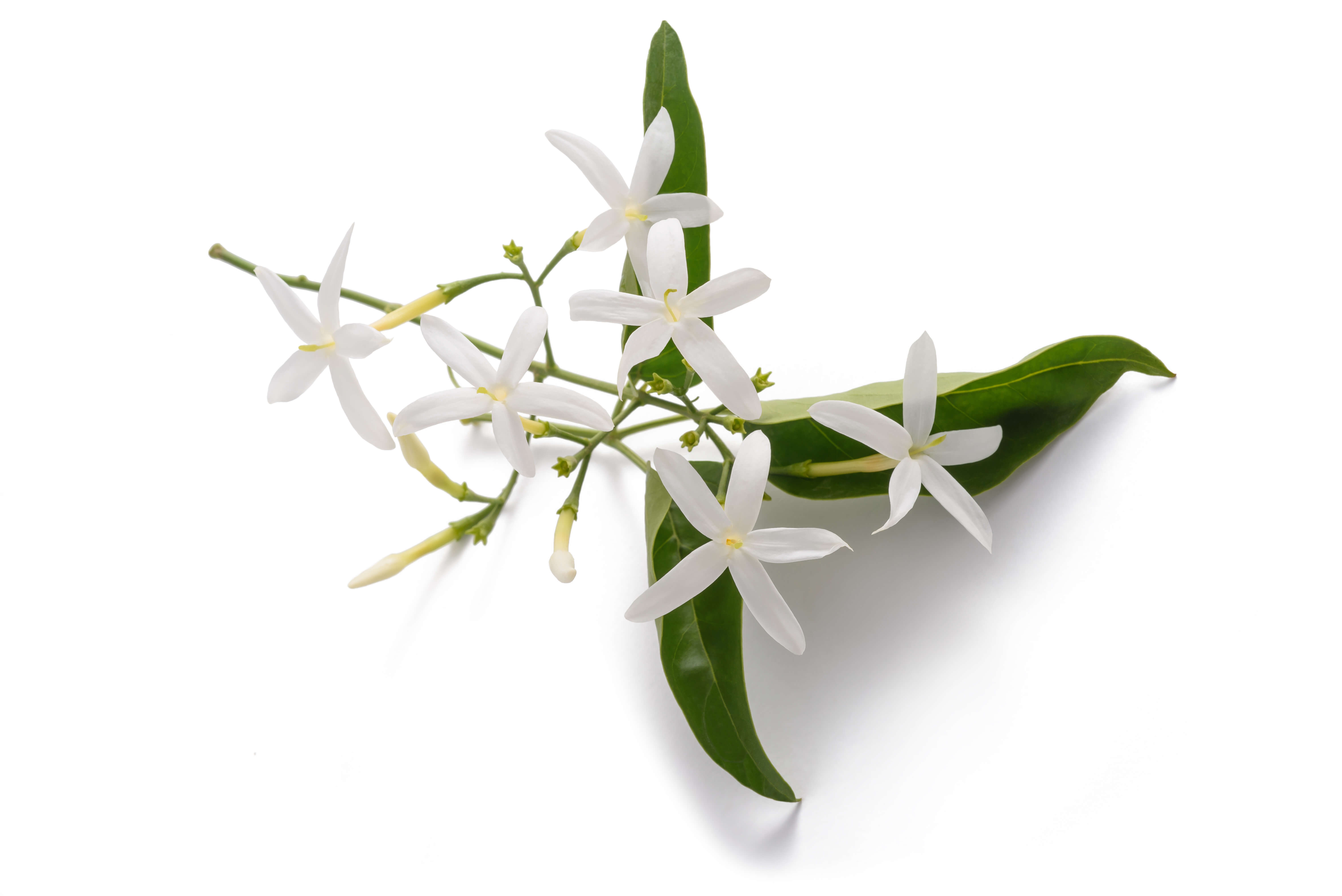 Jasmine Grandiflorum absolute (CAS N° 8022-96-6) Jasmine Grandiflorum absolute (CAS N° 8022-96-6)