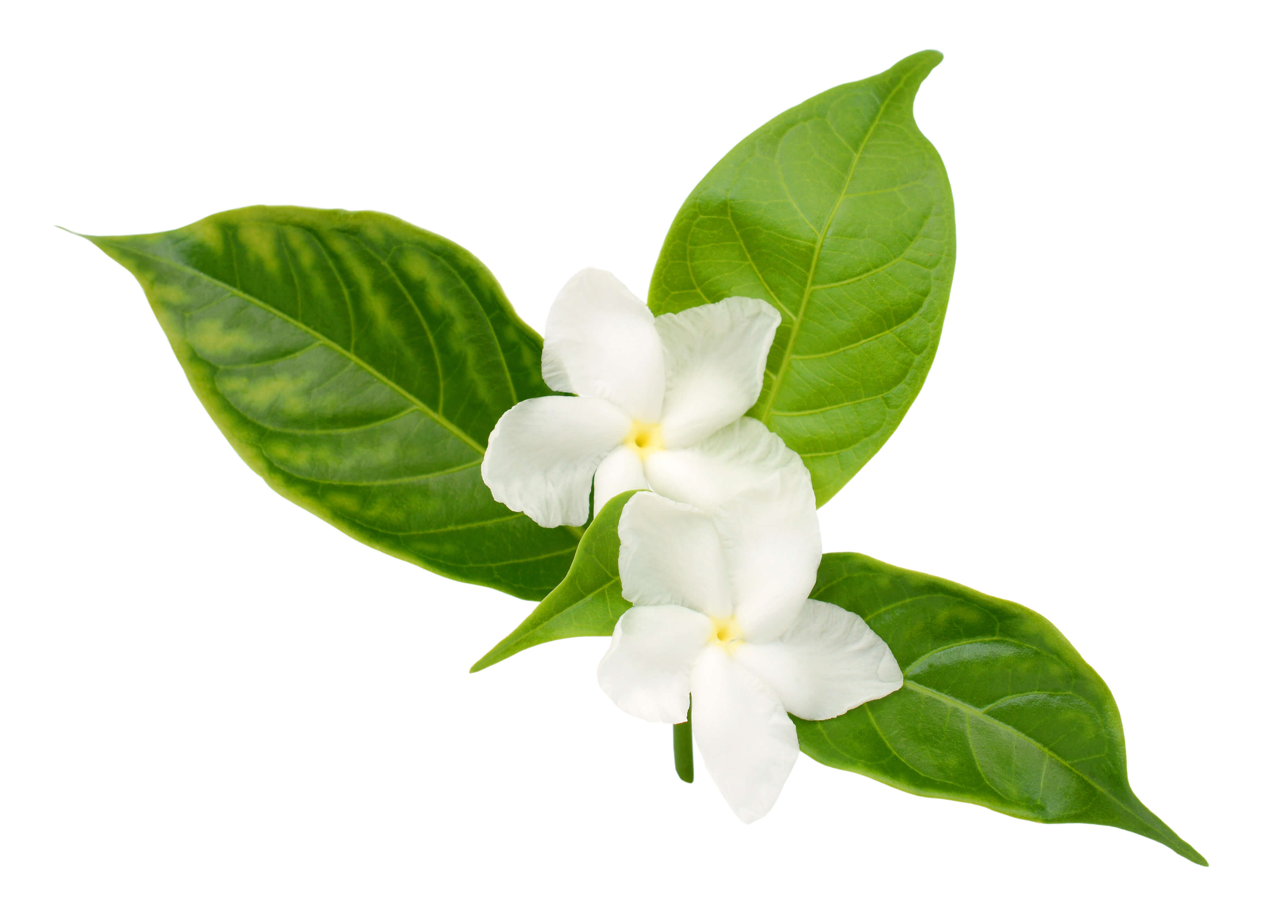 Jasmine Sambac concrete (CAS N° 91770-14-8 // 1034798-23-6) Jasmine Sambac concrete (CAS N° 91770-14-8 // 1034798-23-6)