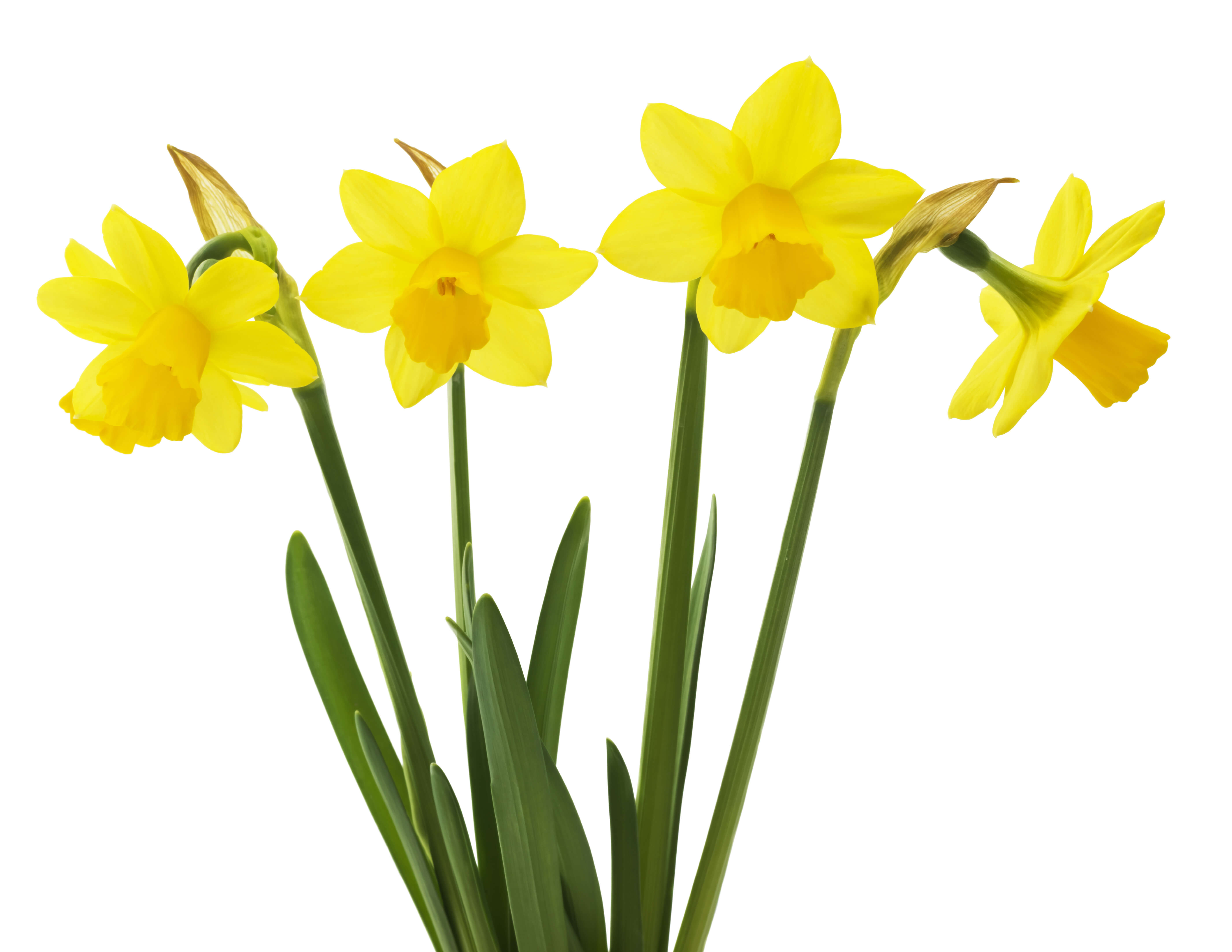 Narcissus jonquilla absolute (CAS N° 8023-75-4) Narcissus jonquilla absolute (CAS N° 8023-75-4)