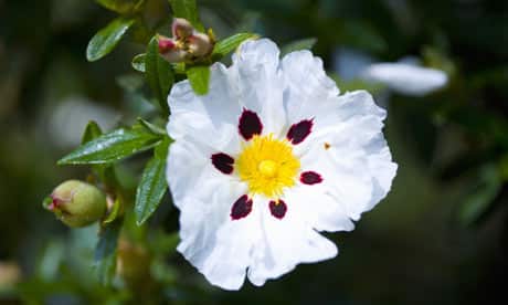 Labdanum Absolue (N° CAS 8016-26-0) Labdanum Absolue (N° CAS 8016-26-0)