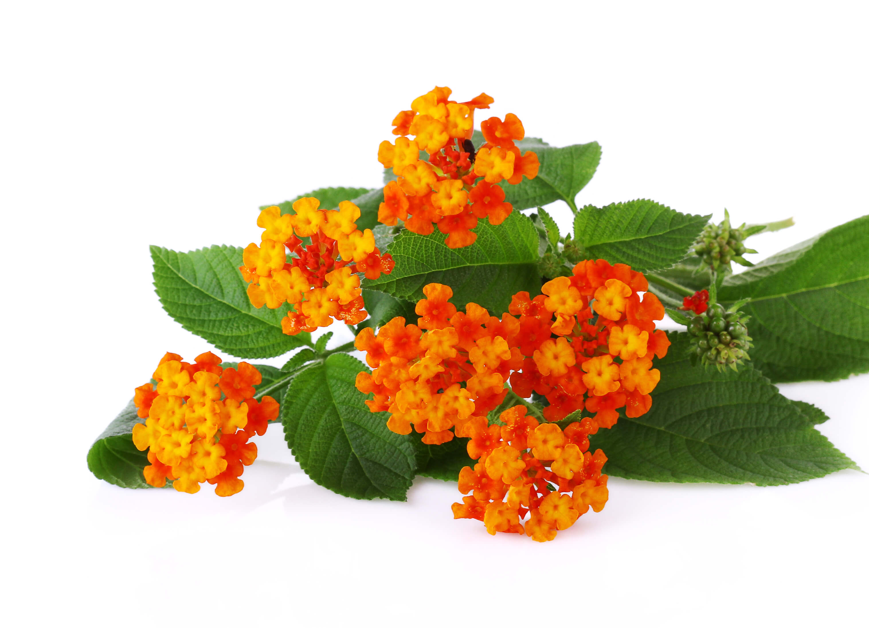 Lantana Camara HE (N° CAS 90046-17-6) Lantana Camara HE (N° CAS 90046-17-6)