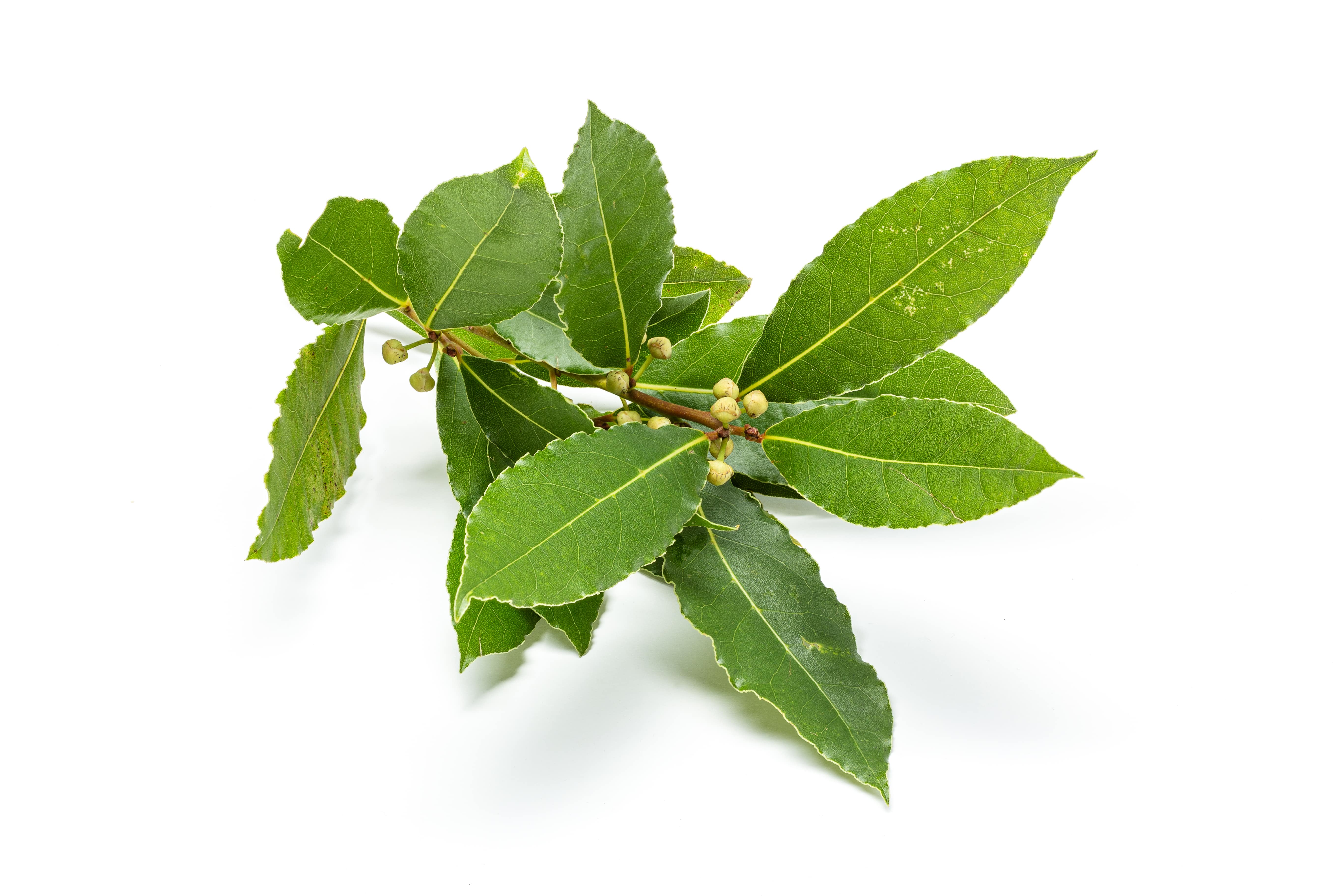 Laurel leaf oil (CAS N° 8007-48-5) Laurel leaf oil (CAS N° 8007-48-5)