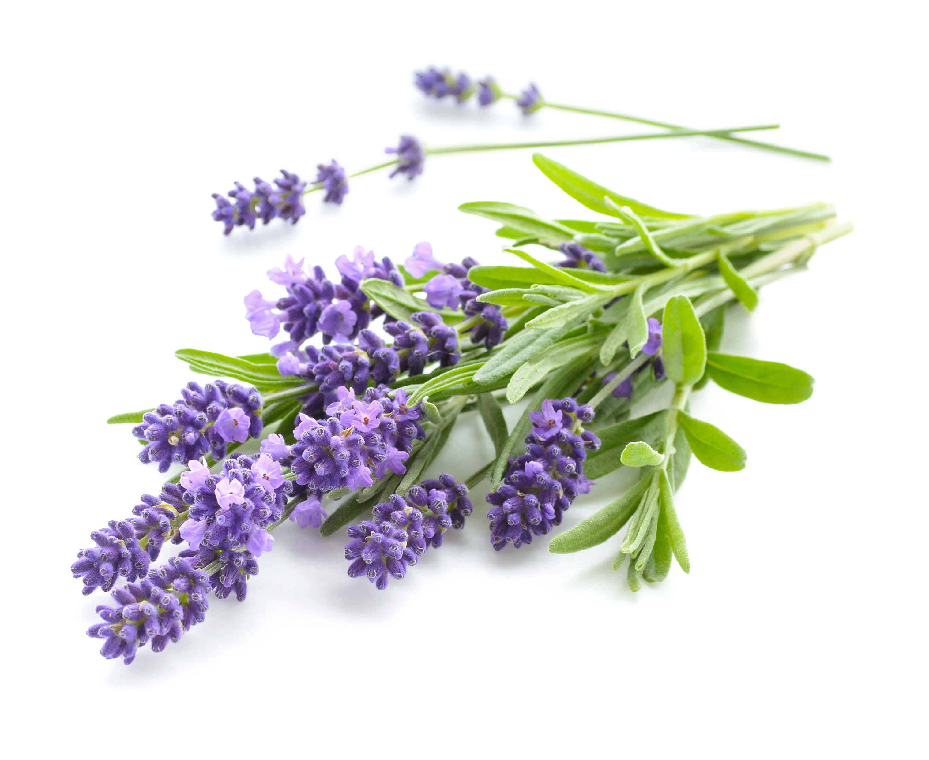 Lavender absolute (CAS N° 8000-28-0) Lavender absolute (CAS N° 8000-28-0)