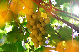 Wine lees oil (white) (CAS N° 8016-21-5) Wine lees oil (white) (CAS N° 8016-21-5)