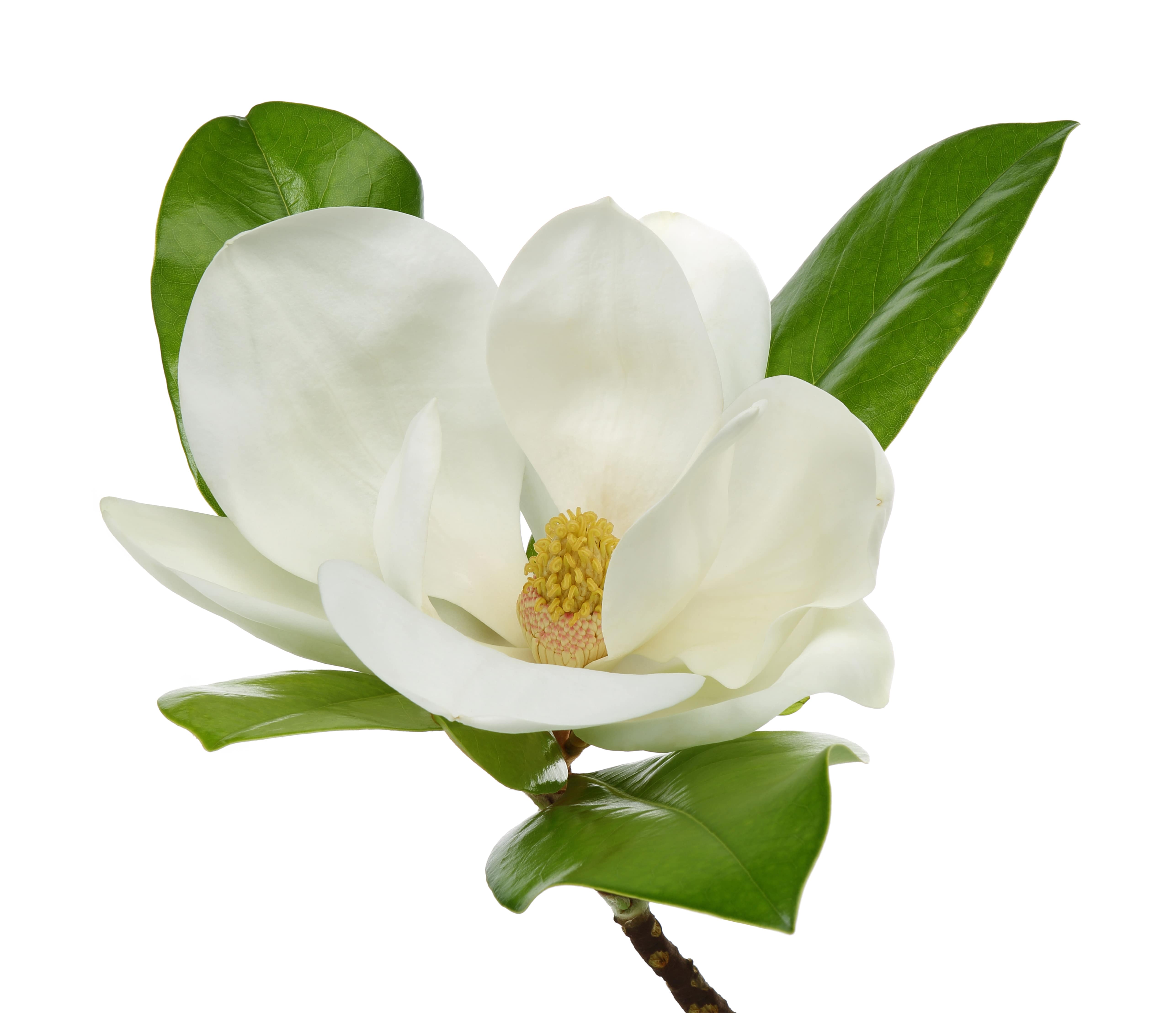 Magnolia Fleurs HE (N° CAS 8006-76-6) Magnolia Fleurs HE (N° CAS 8006-76-6)