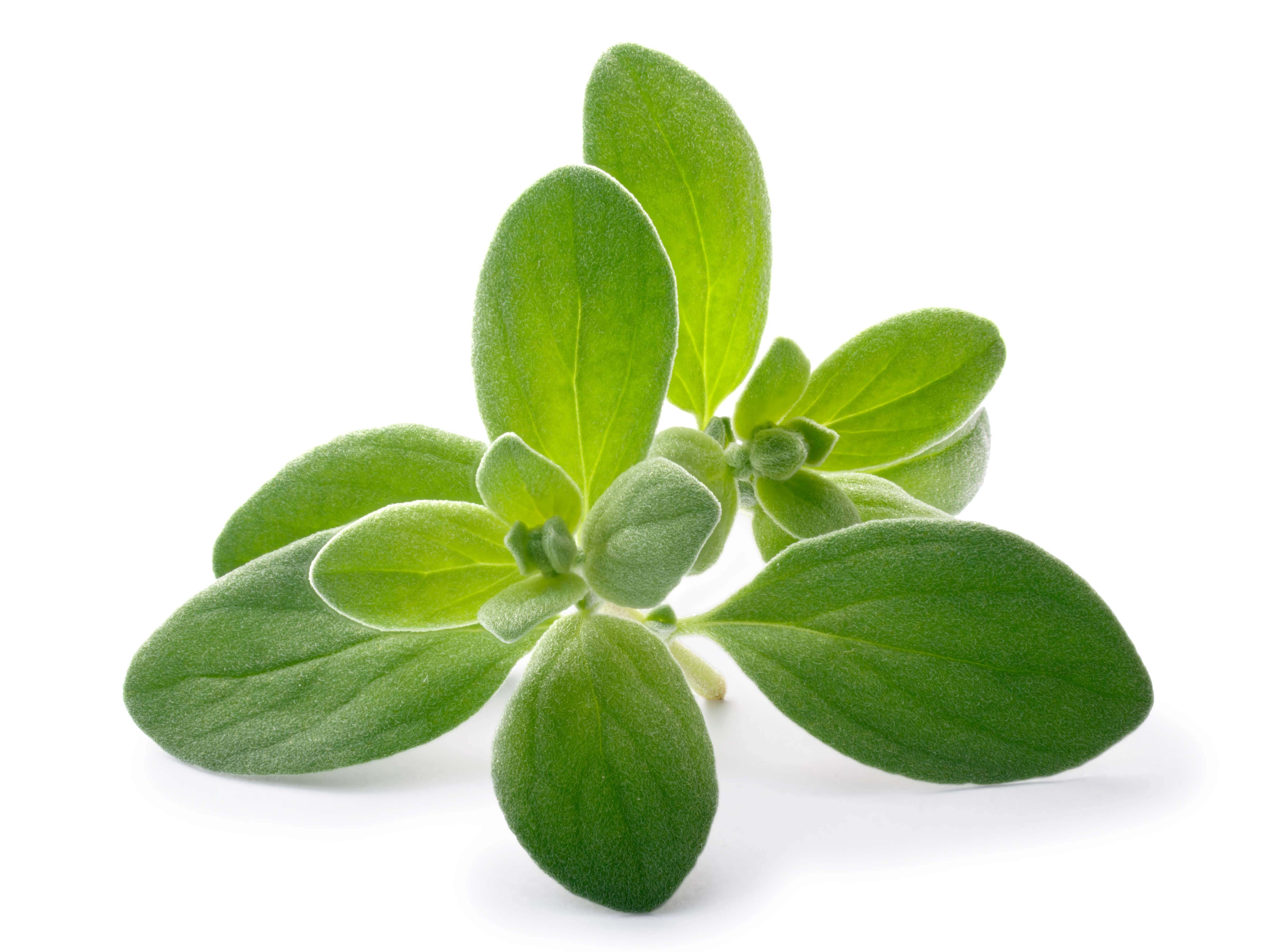 Sweet marjoram oil (CAS N° 8015-01-8) Sweet marjoram oil (CAS N° 8015-01-8)