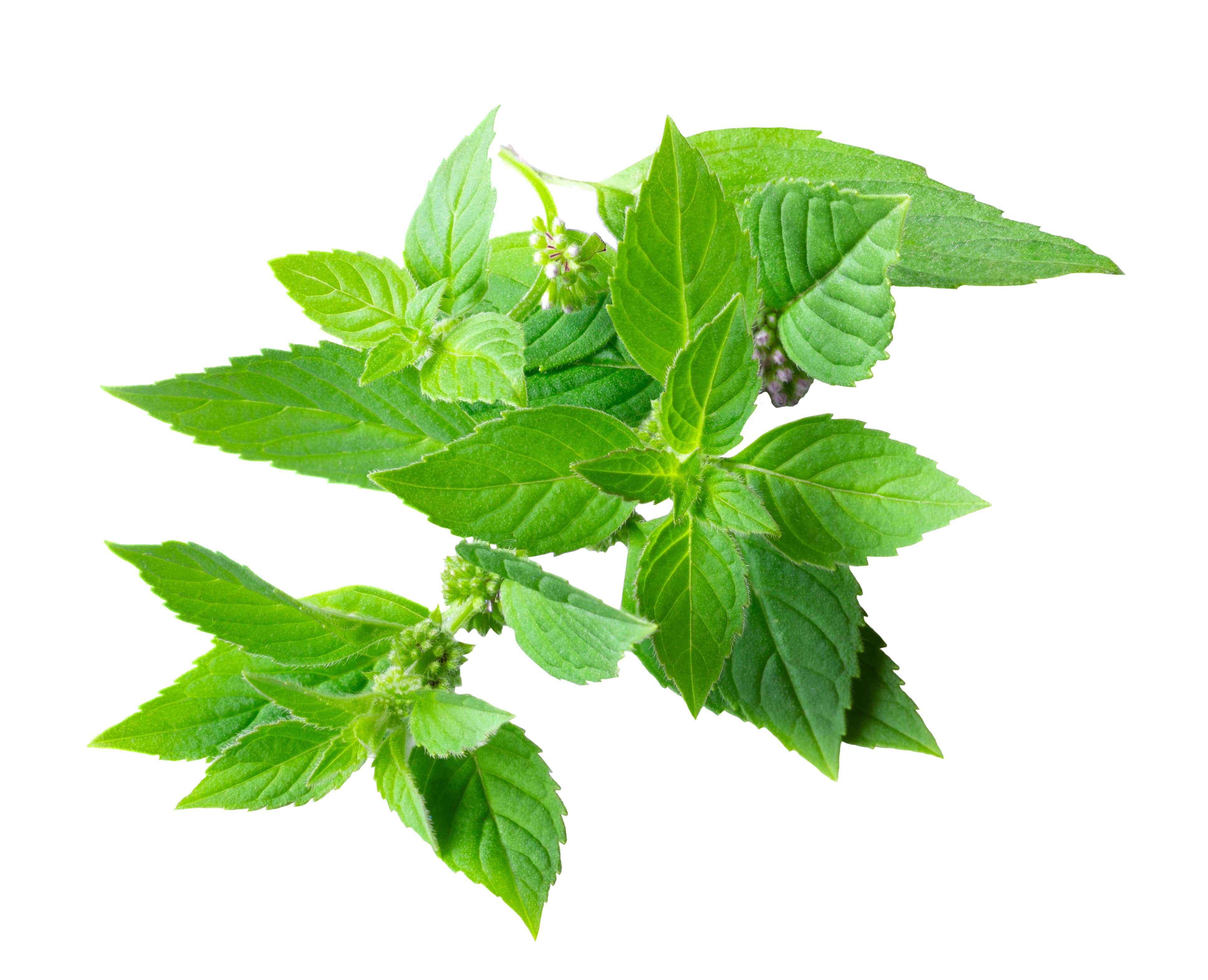 Mentha arvensis oil (distilled) (CAS N° 68917-18-0) Mentha arvensis oil (distilled) (CAS N° 68917-18-0)