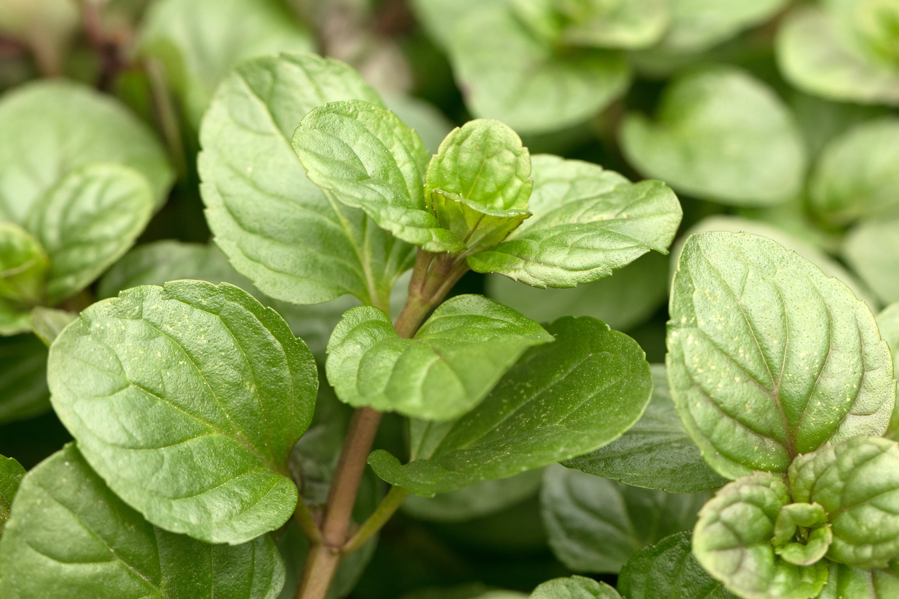 Mentha citrata oil (CAS N° 85085-49-0 // 68917-15-7) Mentha citrata oil (CAS N° 85085-49-0 // 68917-15-7)