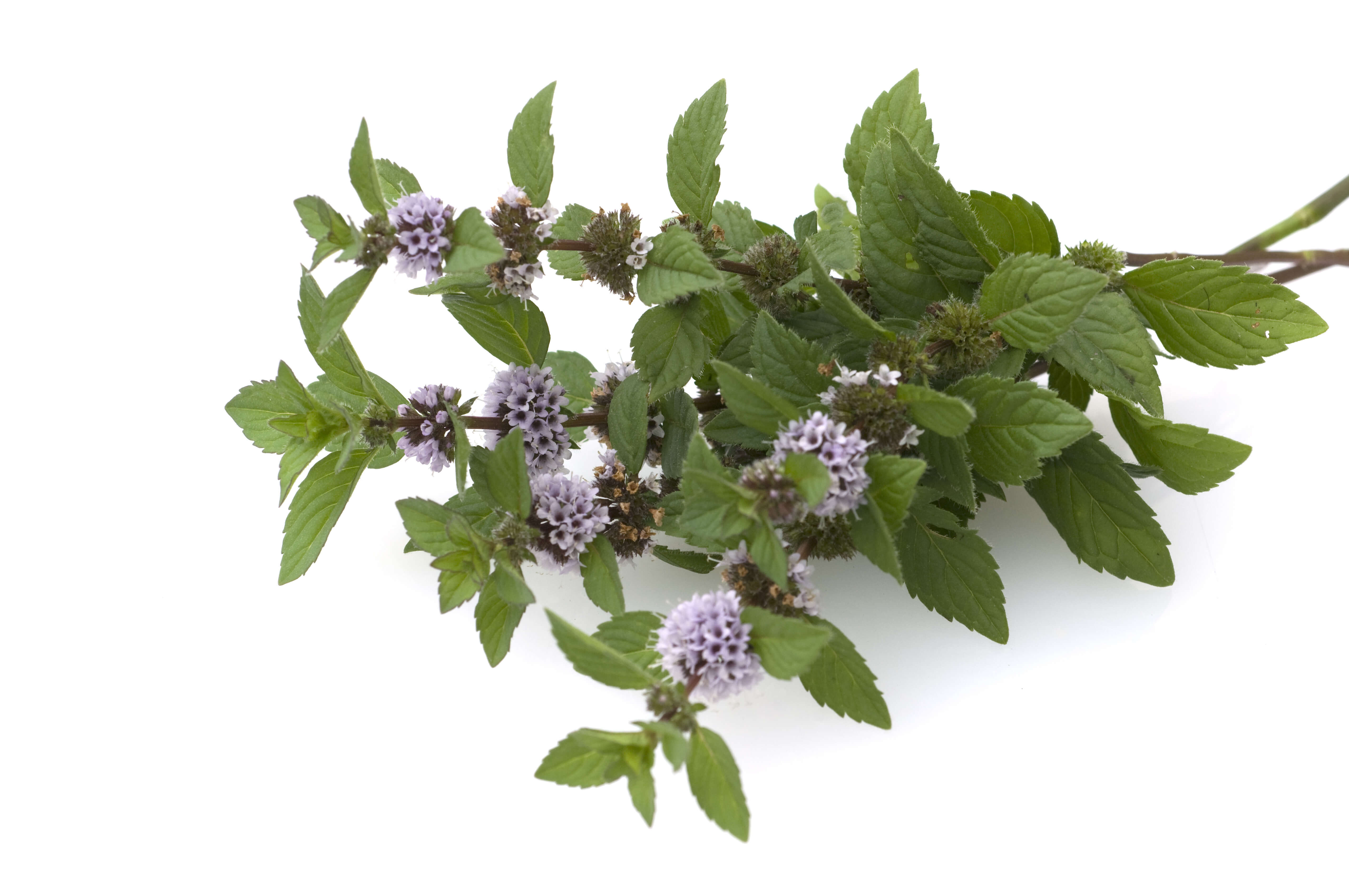 Mentha piperita oil (CAS N° 8006-90-4) Mentha piperita oil (CAS N° 8006-90-4)