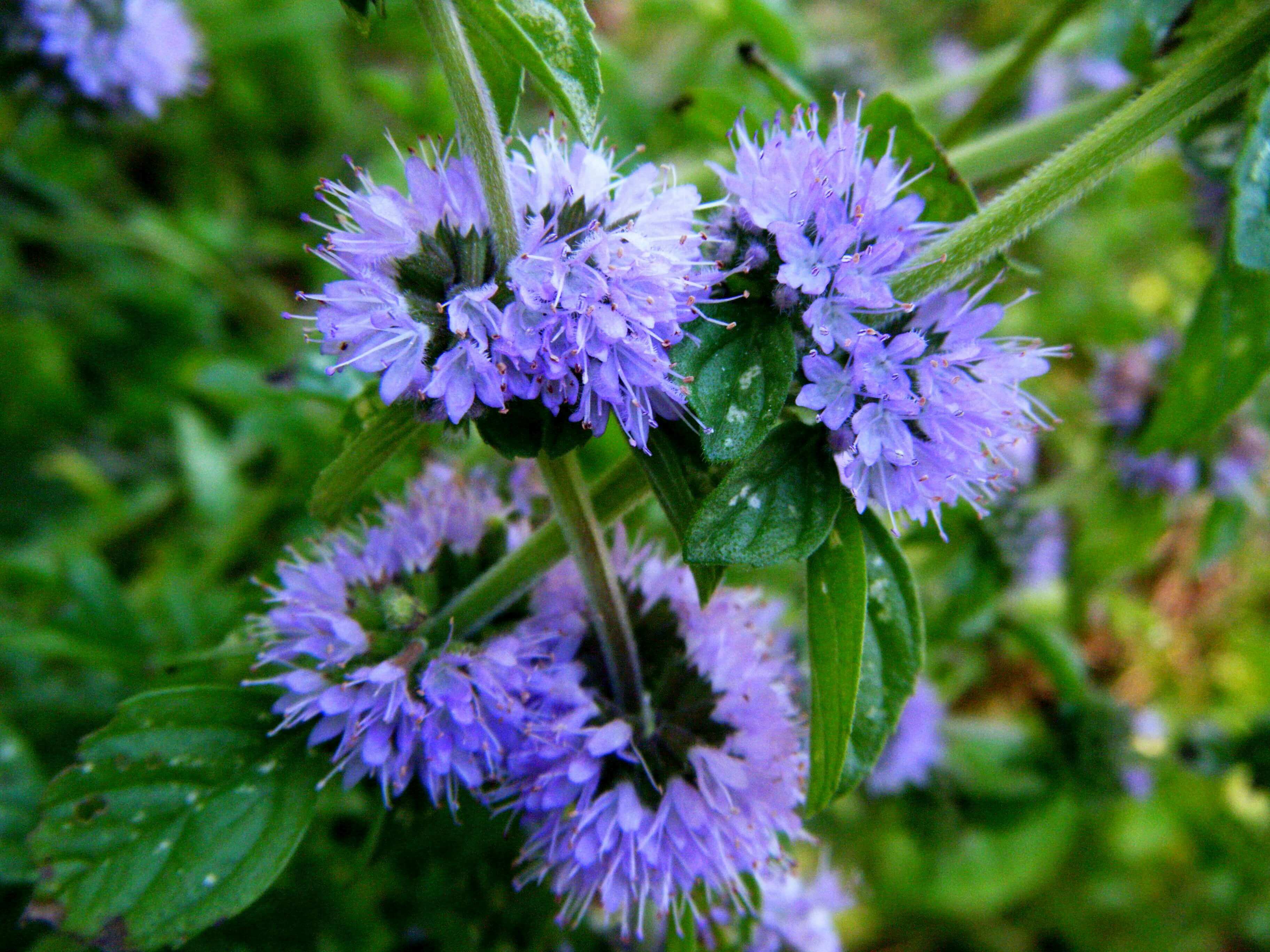 Menthe pulegium HE (N° CAS 90064-00-9) Menthe pulegium HE (N° CAS 90064-00-9)