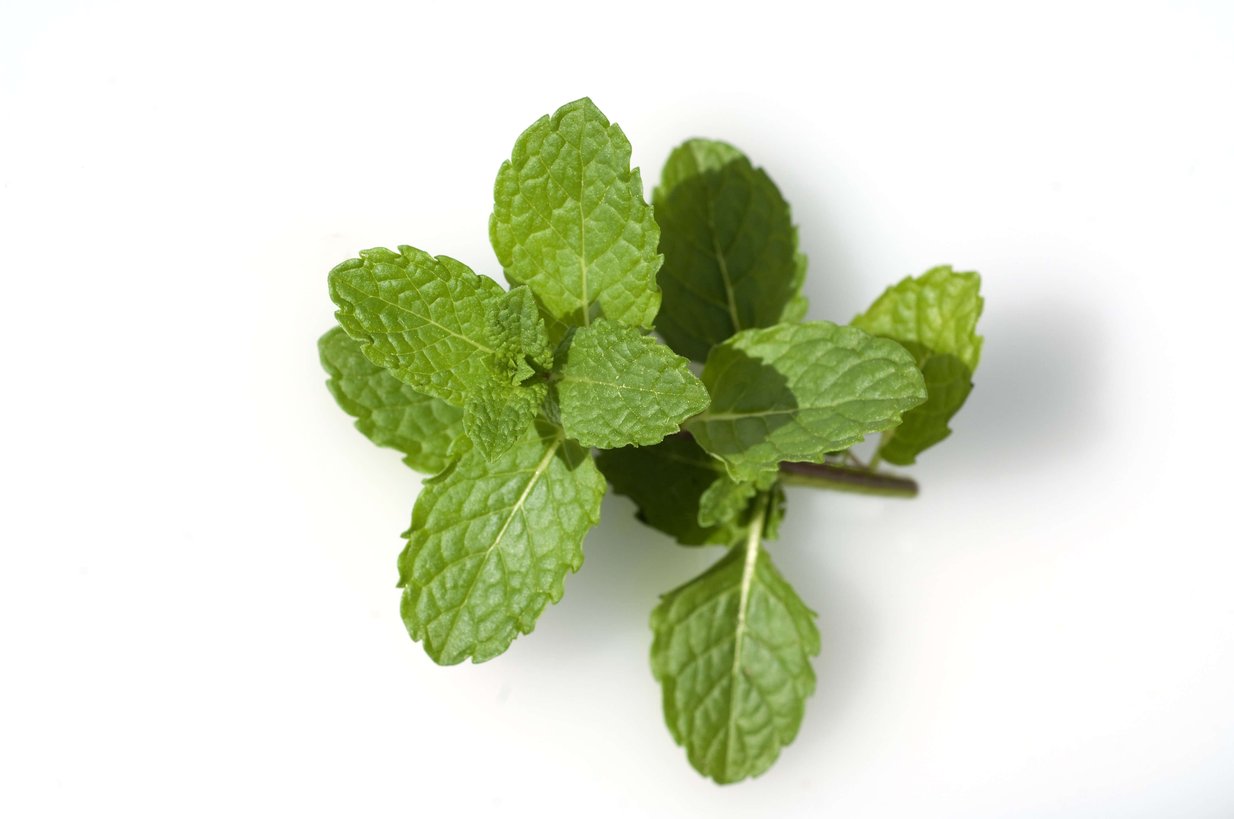 Mentha spearmint oil (CAS N° 8008-79-5) Mentha spearmint oil (CAS N° 8008-79-5)