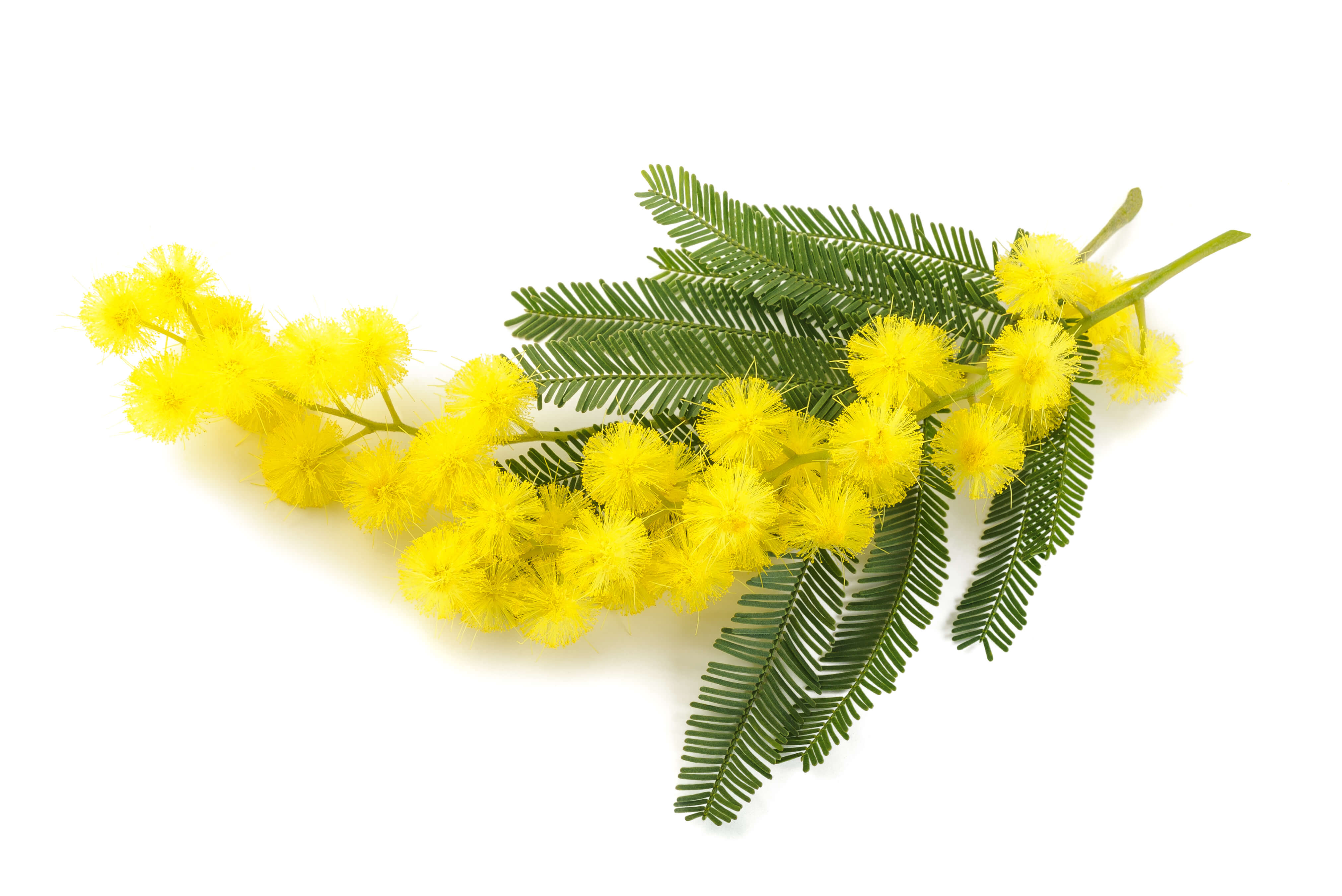 Mimosa absolute (CAS N° 8031-03-6) Mimosa absolute (CAS N° 8031-03-6)