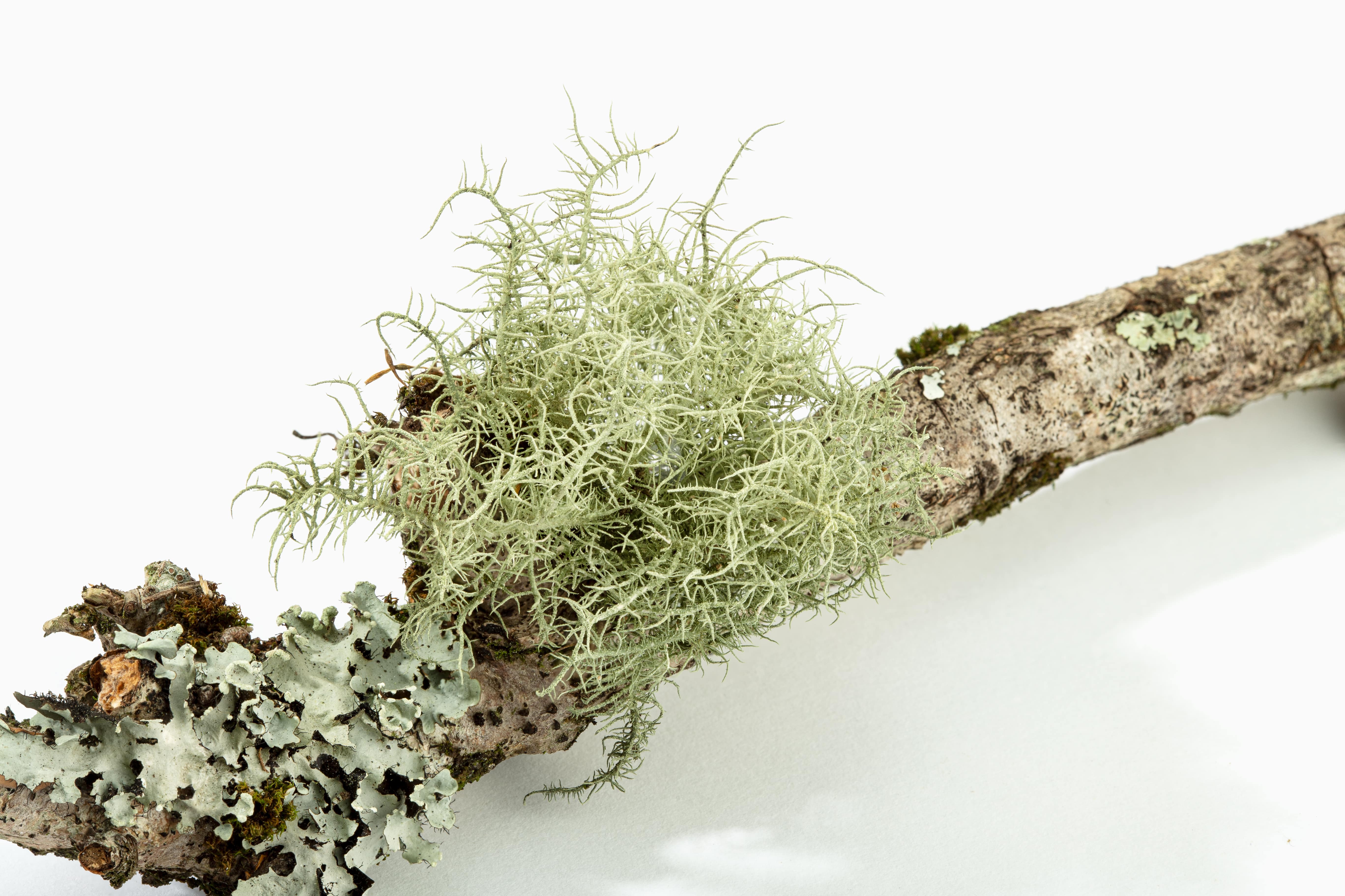 Oakmoss absolute (low atranol & chloratranol) (CAS N° 9000-50-4) Oakmoss absolute (low atranol & chloratranol) (CAS N° 9000-50-4)