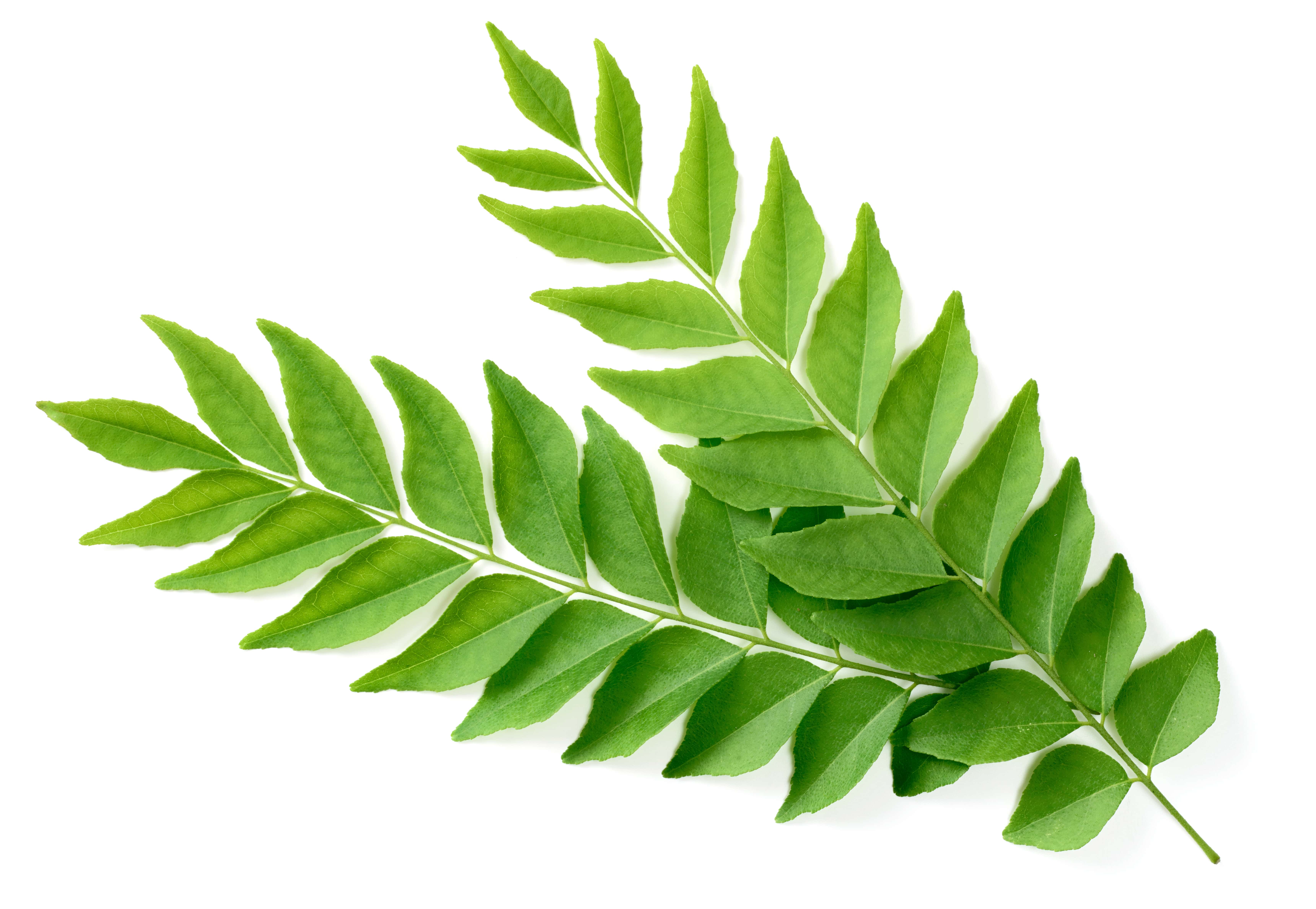 Curry leaf absolute (CAS N° 876068-15-4) Curry leaf absolute (CAS N° 876068-15-4)
