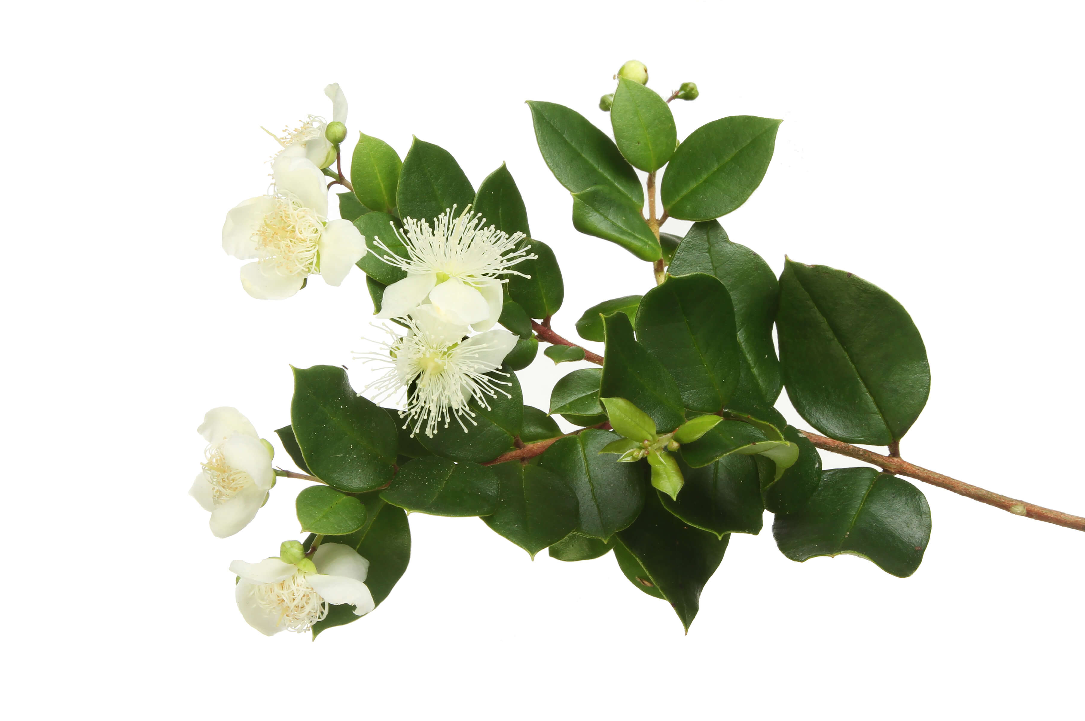 Myrtle oil (CAS N° 8008-46-6) Myrtle oil (CAS N° 8008-46-6)