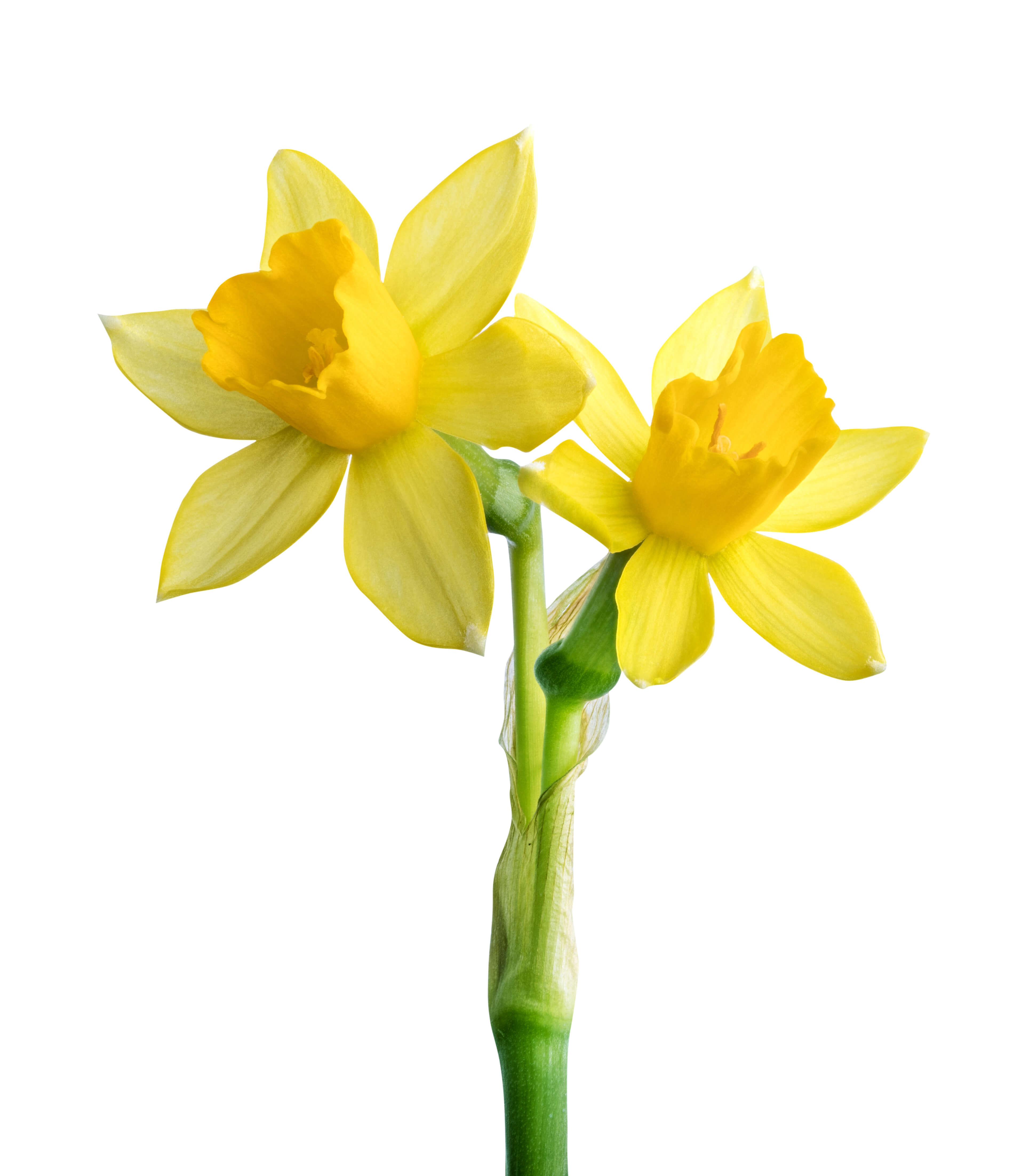 Narcissus poeticus absolute (CAS N° 68917-12-4) Narcissus poeticus absolute (CAS N° 68917-12-4)