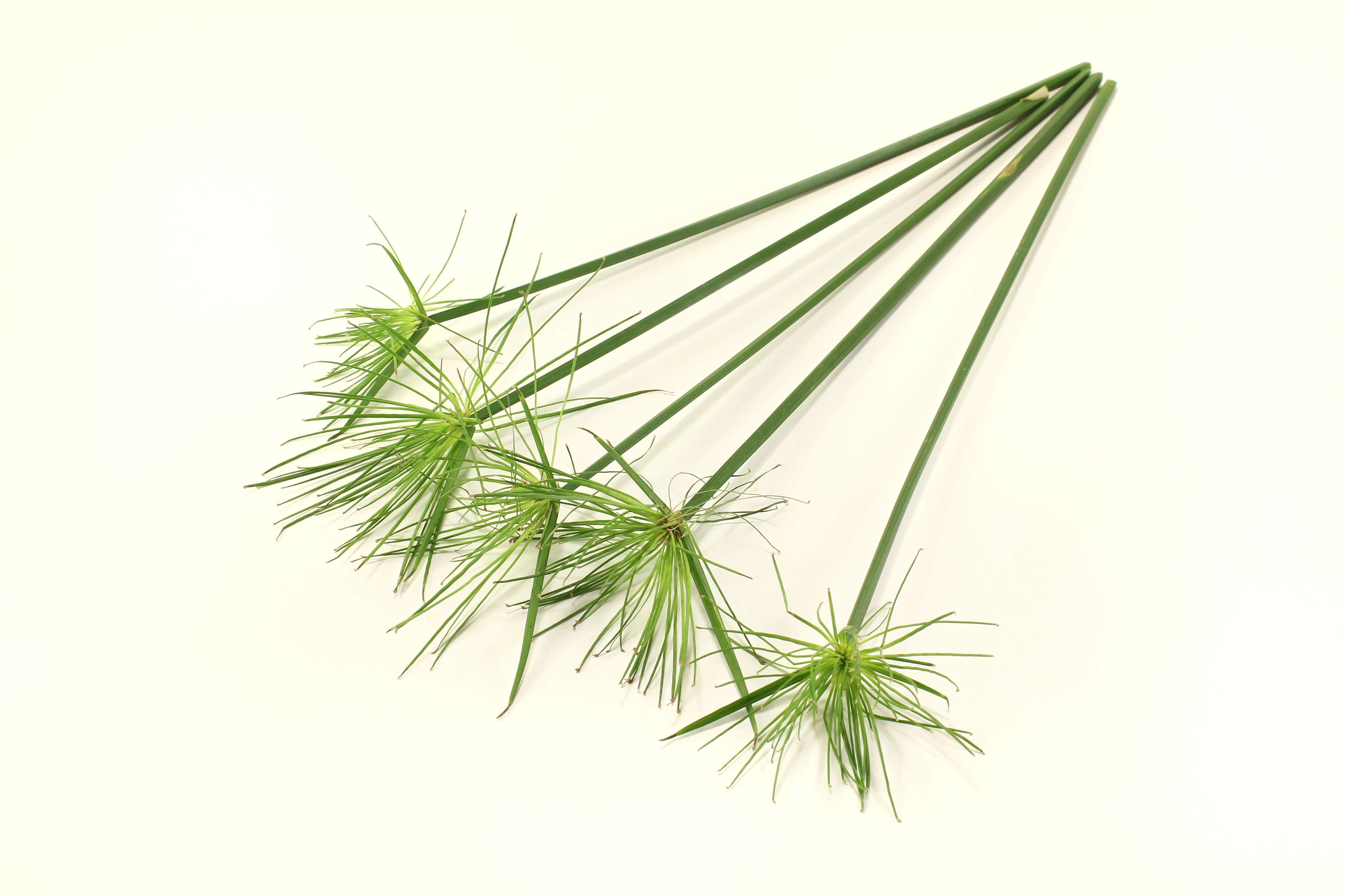 Papyrus oil (CAS N° 68916-60-9) Papyrus oil (CAS N° 68916-60-9)