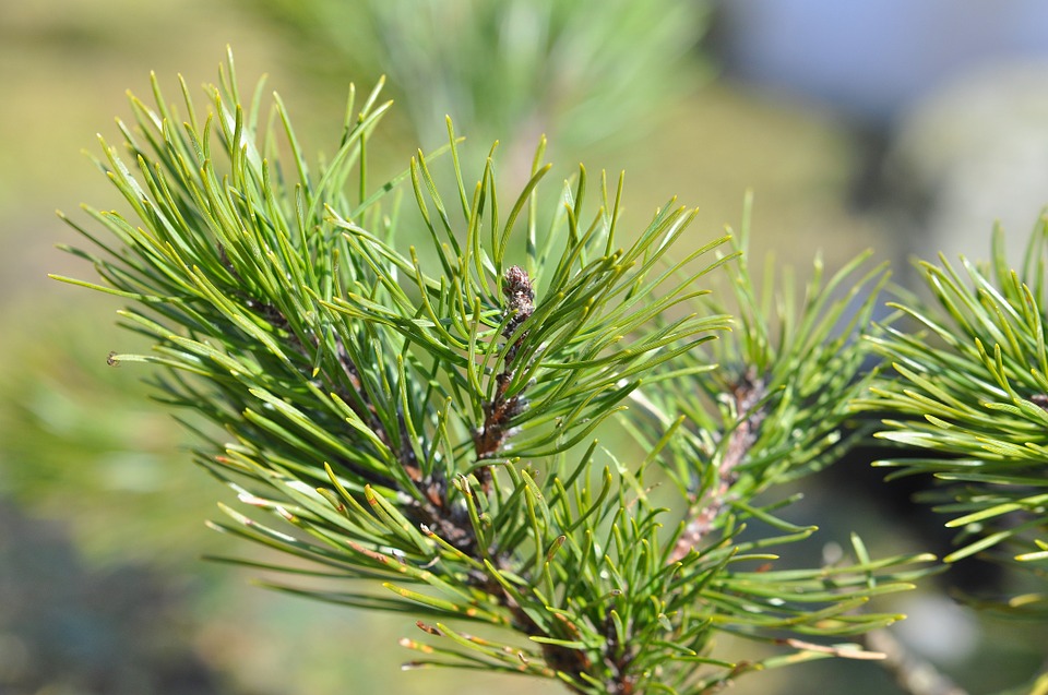 Fir needle oil (Siberia) (CAS N° 8021-29-2) Fir needle oil (Siberia) (CAS N° 8021-29-2)