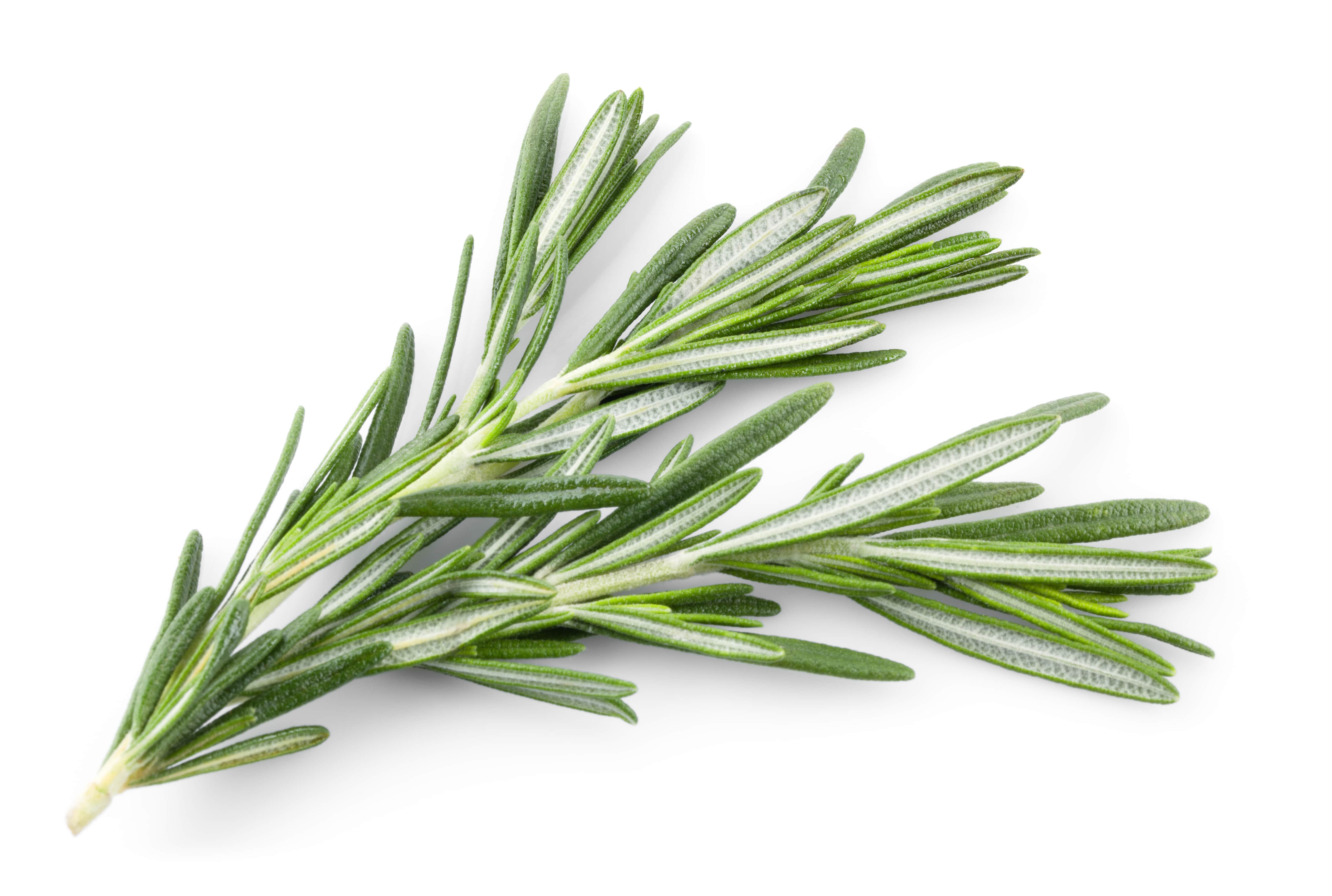 Rosemary oil (CAS N° 8000-25-7) Rosemary oil (CAS N° 8000-25-7)