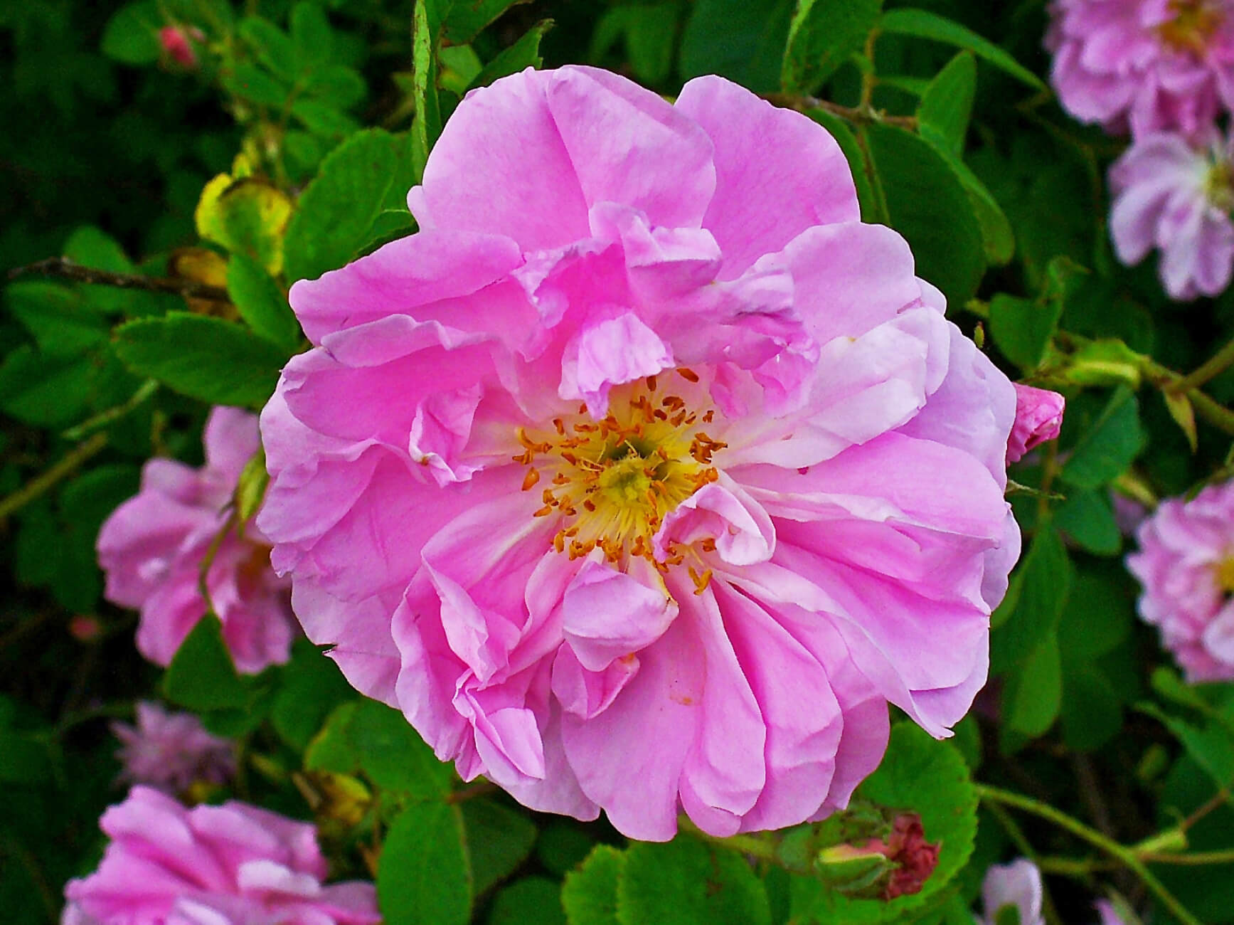 Rose absolute (damascena) (CAS N° 8007-01-0) Rose absolute (damascena) (CAS N° 8007-01-0)