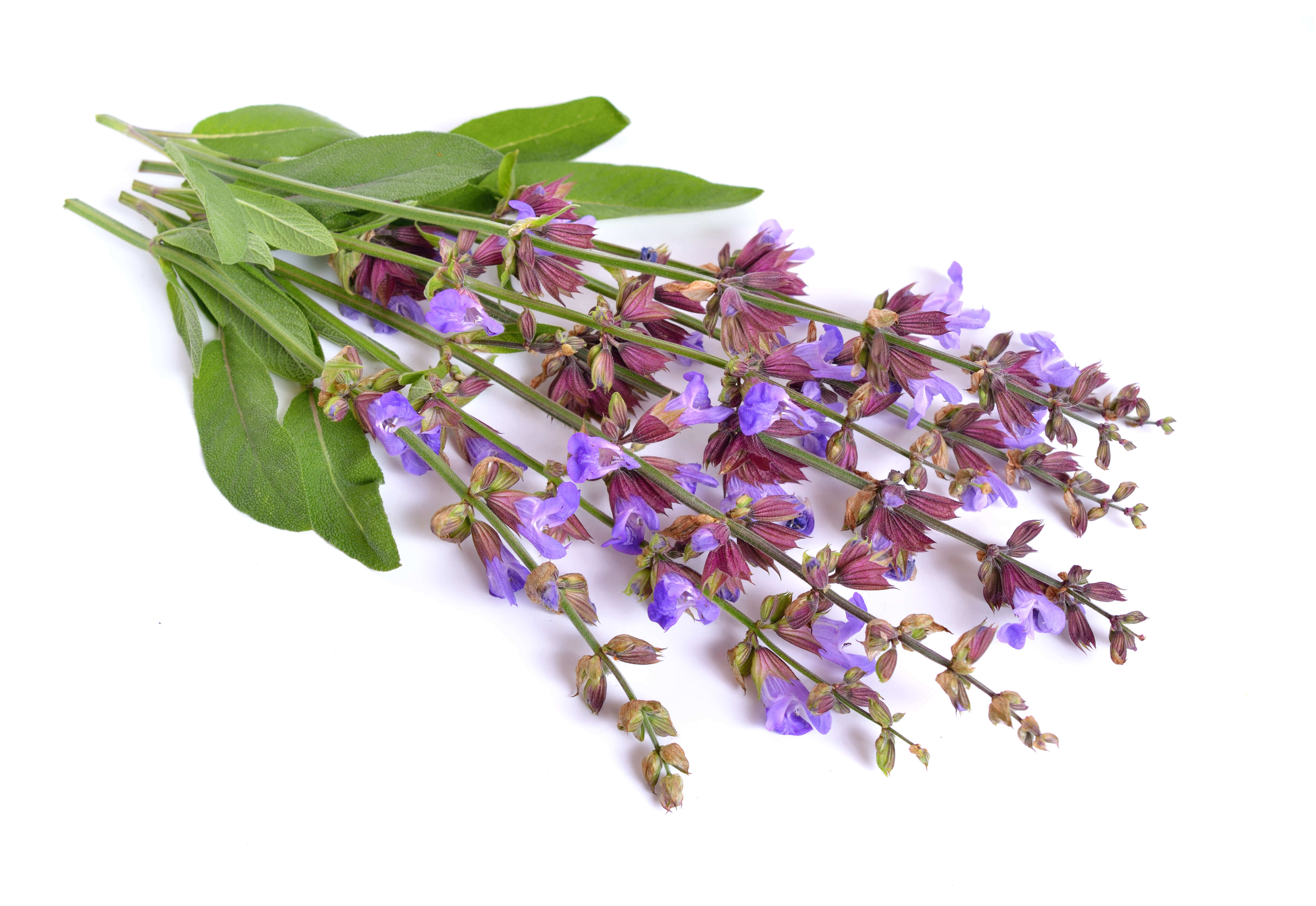 Sauge Officinale Fleurs HE (N° CAS 8022-56-8) Sauge Officinale Fleurs HE (N° CAS 8022-56-8)