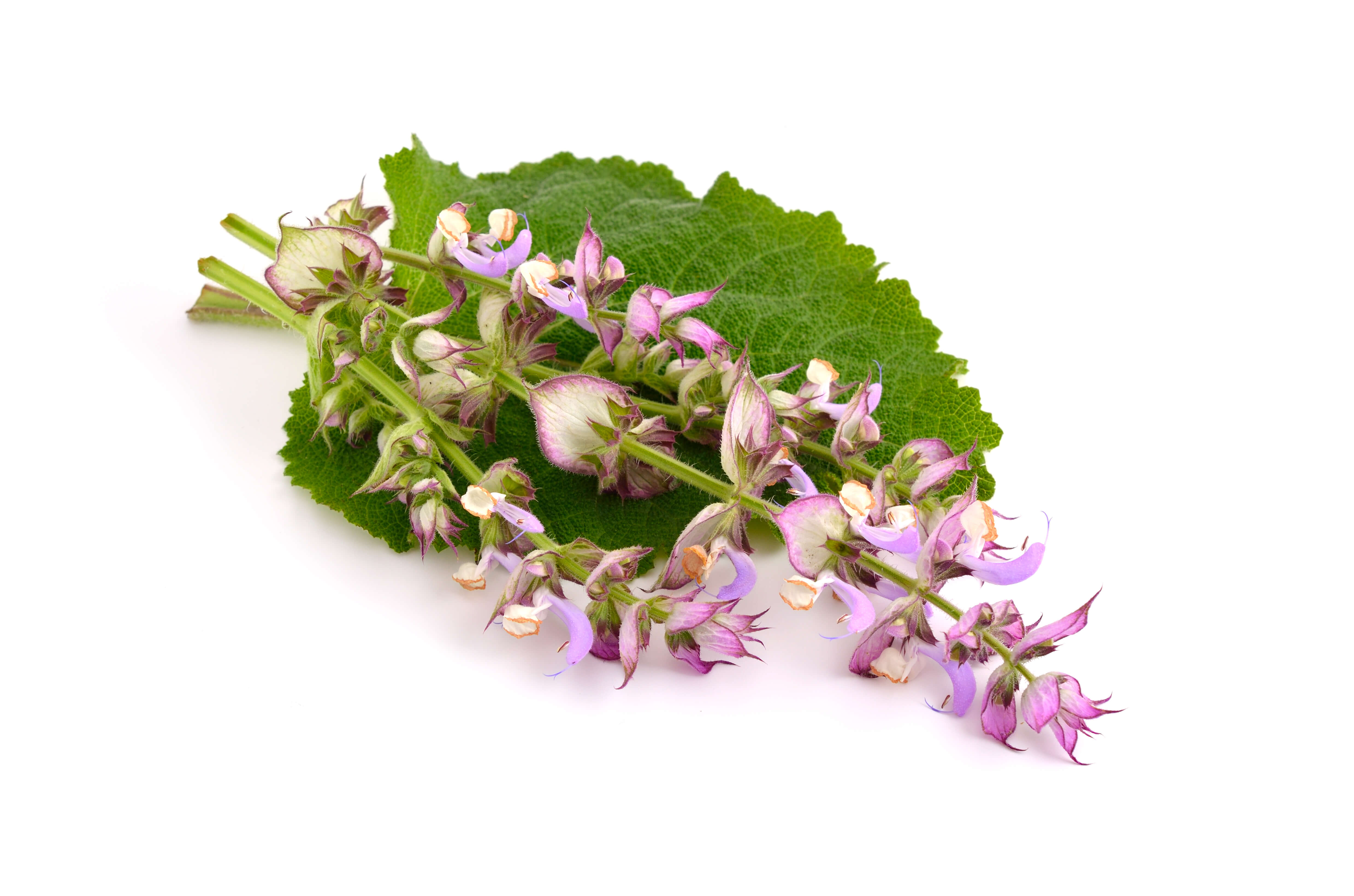Clary sage oil (CAS N° 8016-63-5) Clary sage oil (CAS N° 8016-63-5)
