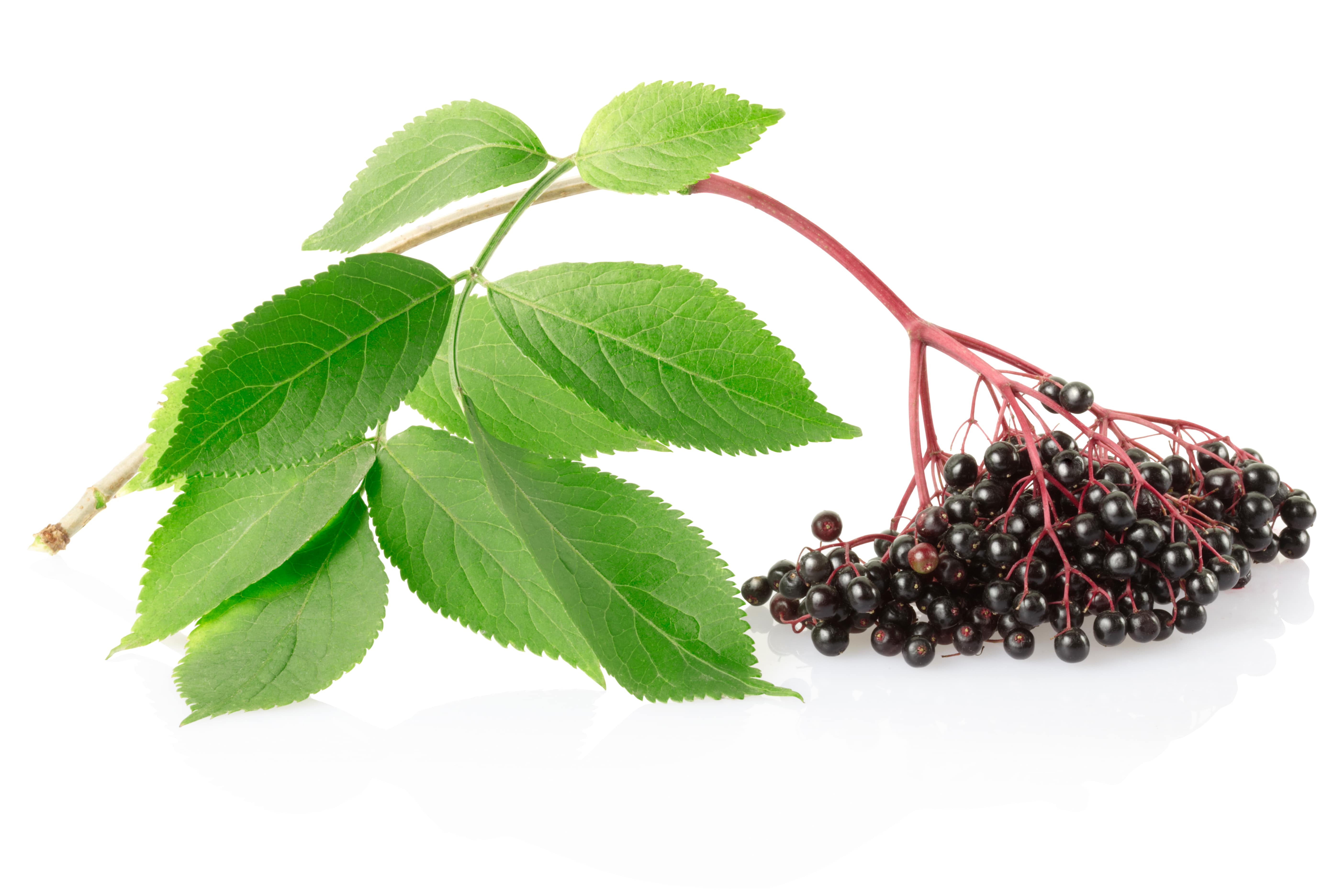 Elder flower absolute (CAS N° 68916-55-2) Elder flower absolute (CAS N° 68916-55-2)