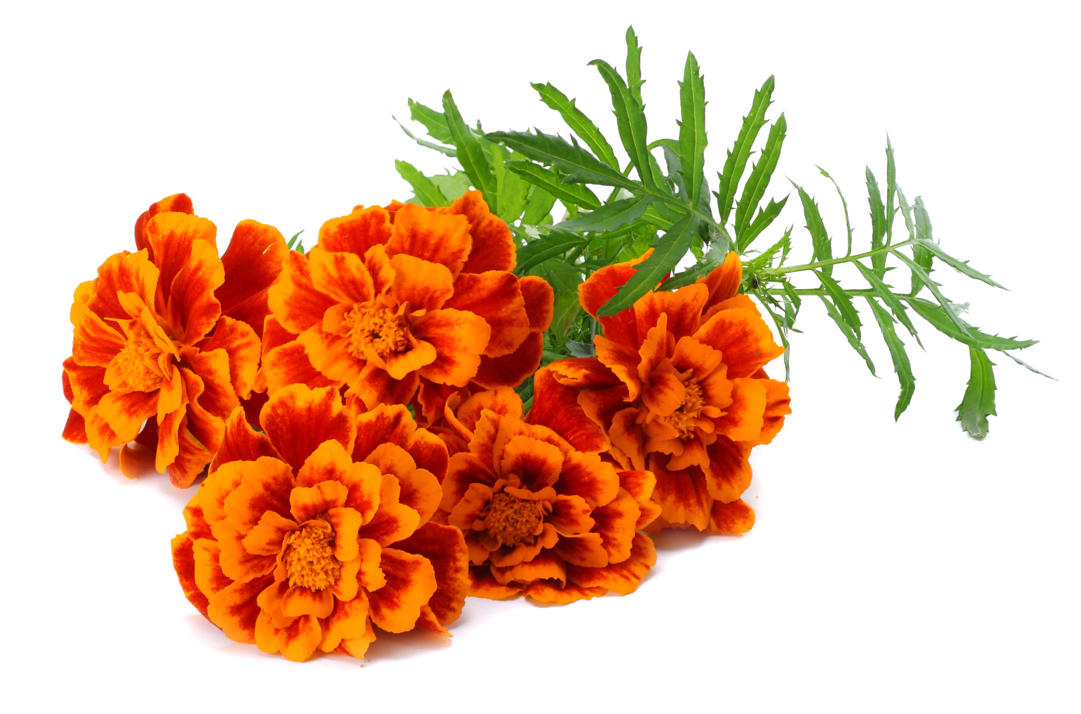 Tagetes minuta oil (CAS N° 8016-84-0) Tagetes minuta oil (CAS N° 8016-84-0)