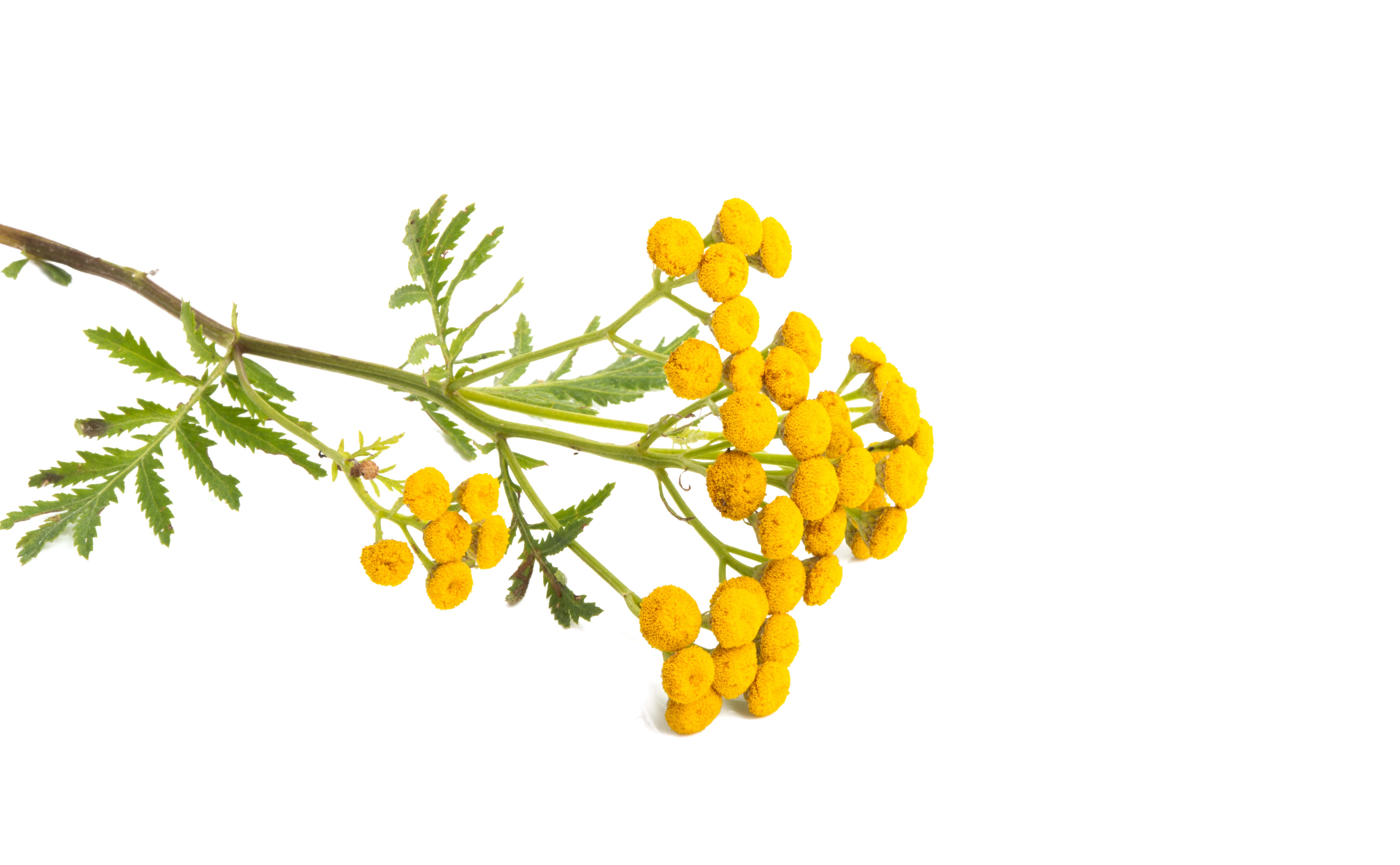Tanacetum vulgare (CAS N° 8016-87-3) Tanacetum vulgare (CAS N° 8016-87-3)