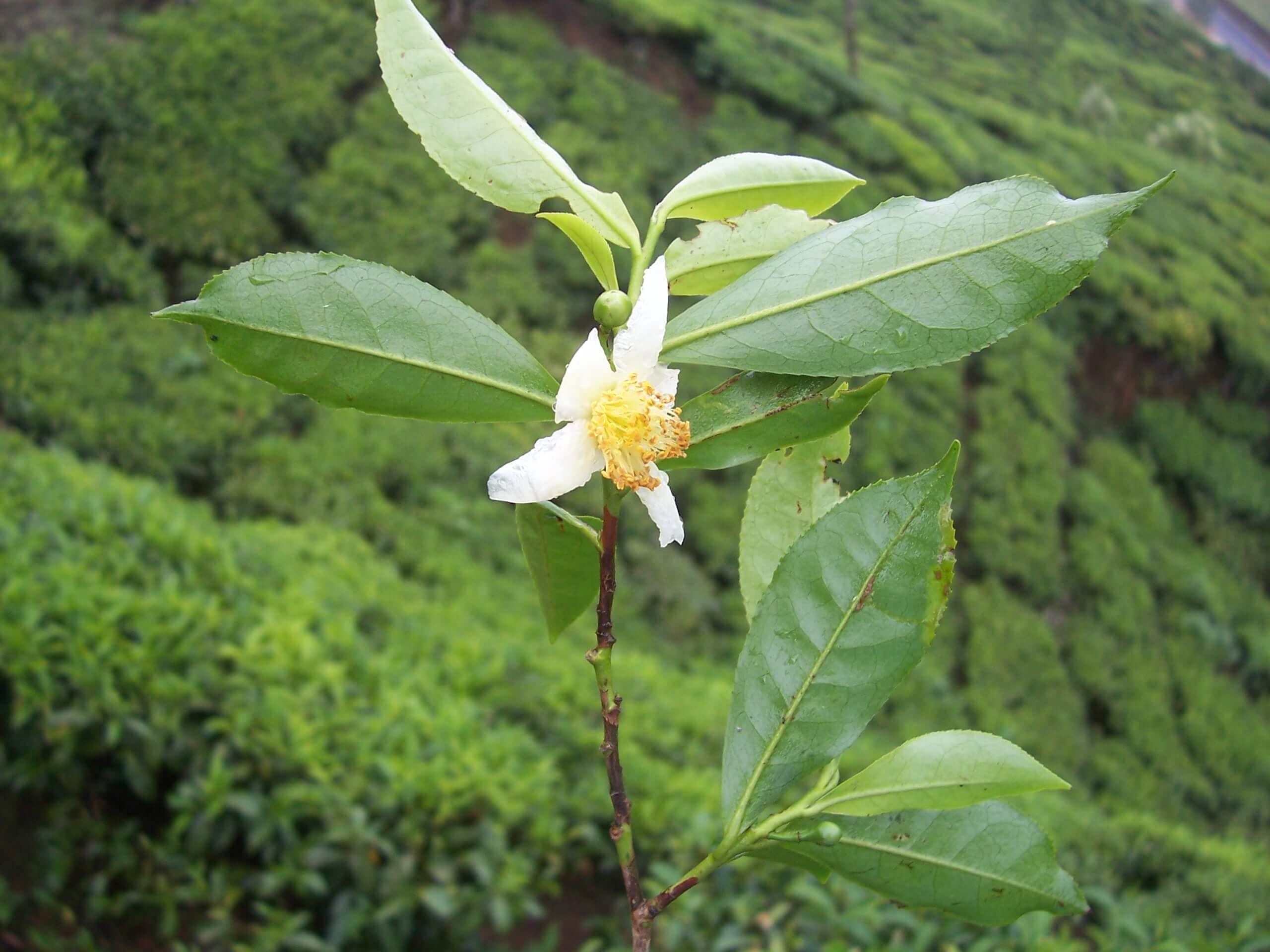 Tea leaf absolute (CAS N° 84650-60-2) Tea leaf absolute (CAS N° 84650-60-2)
